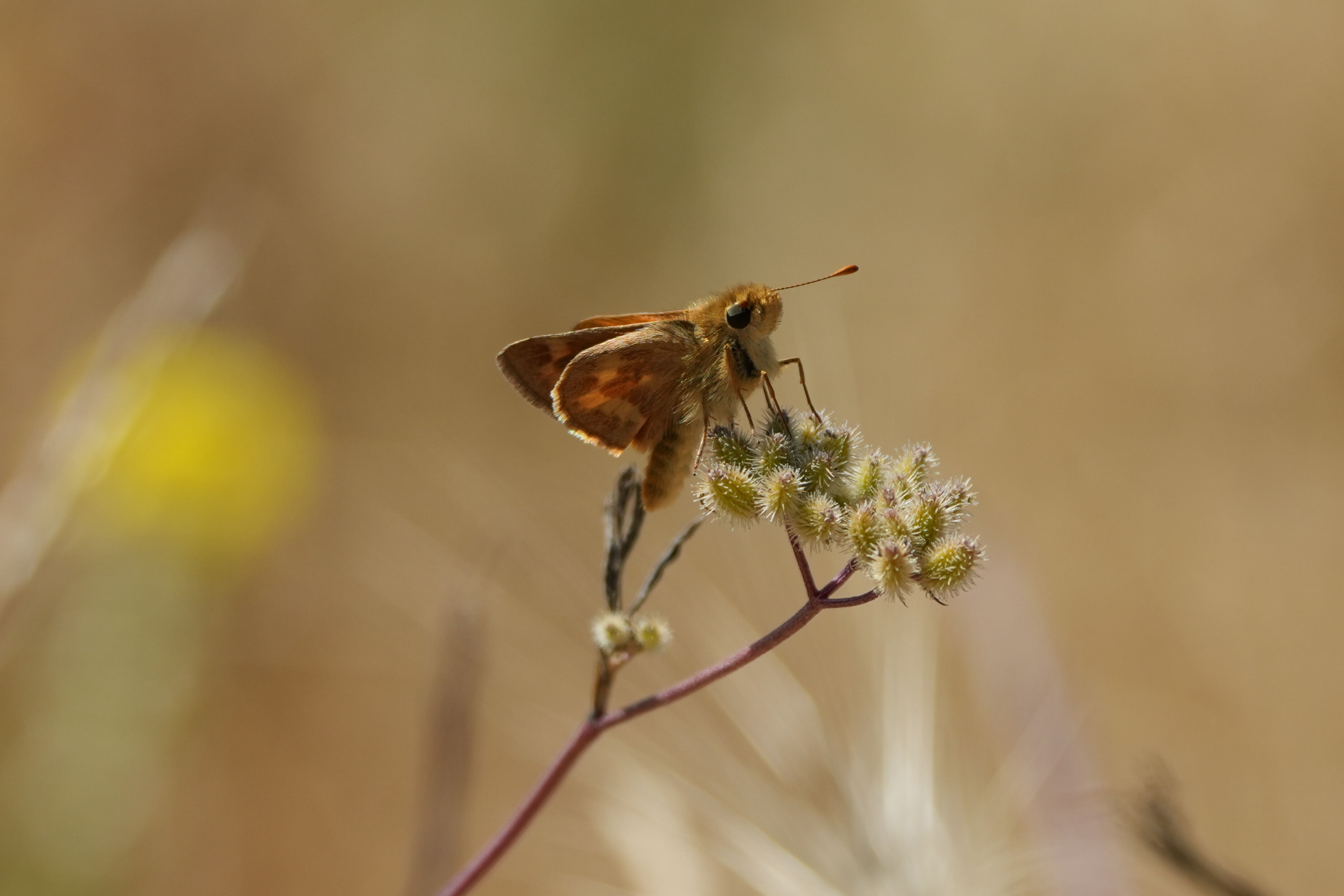 Woodland Skipper