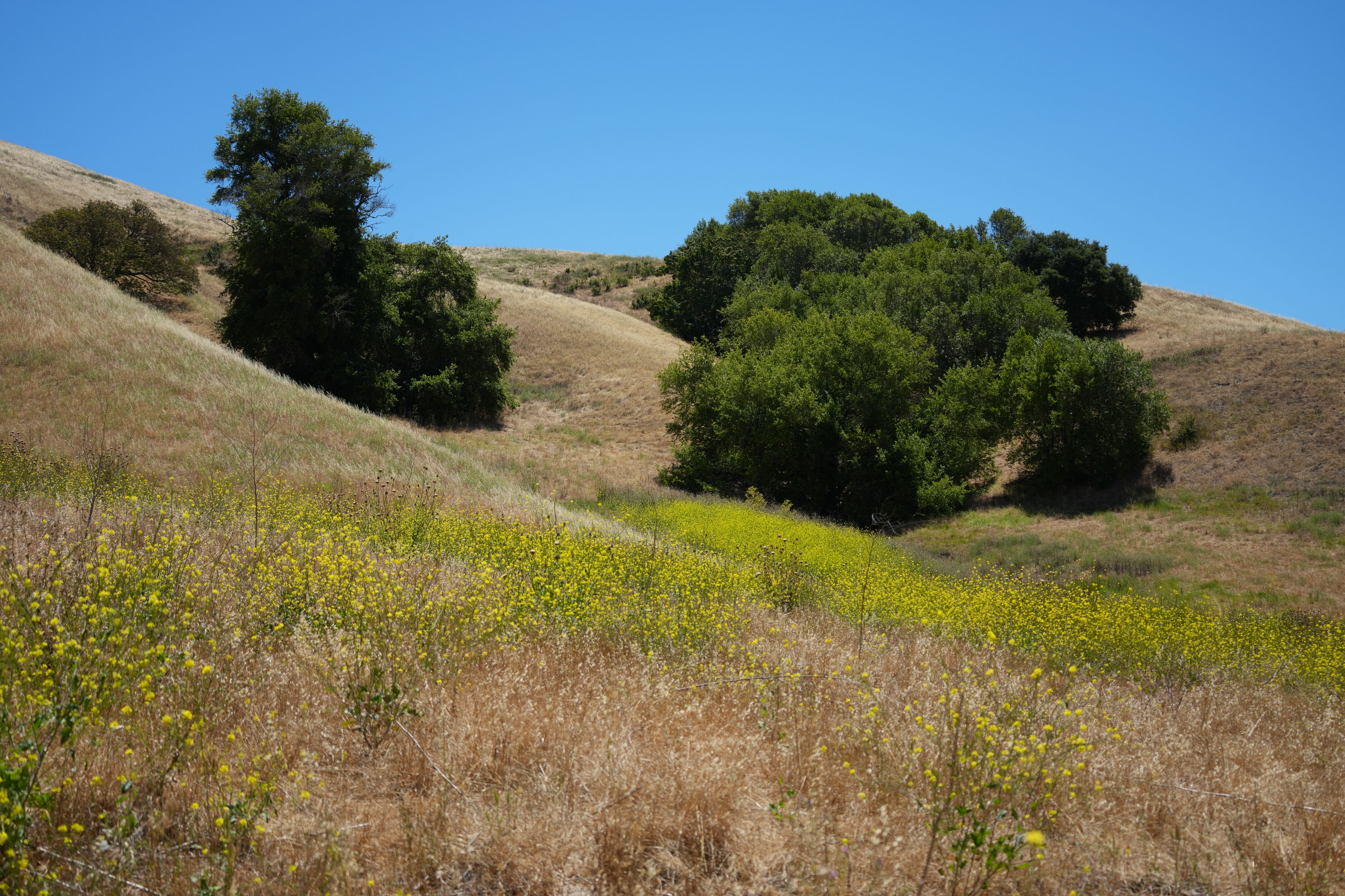 Briones Regional Park