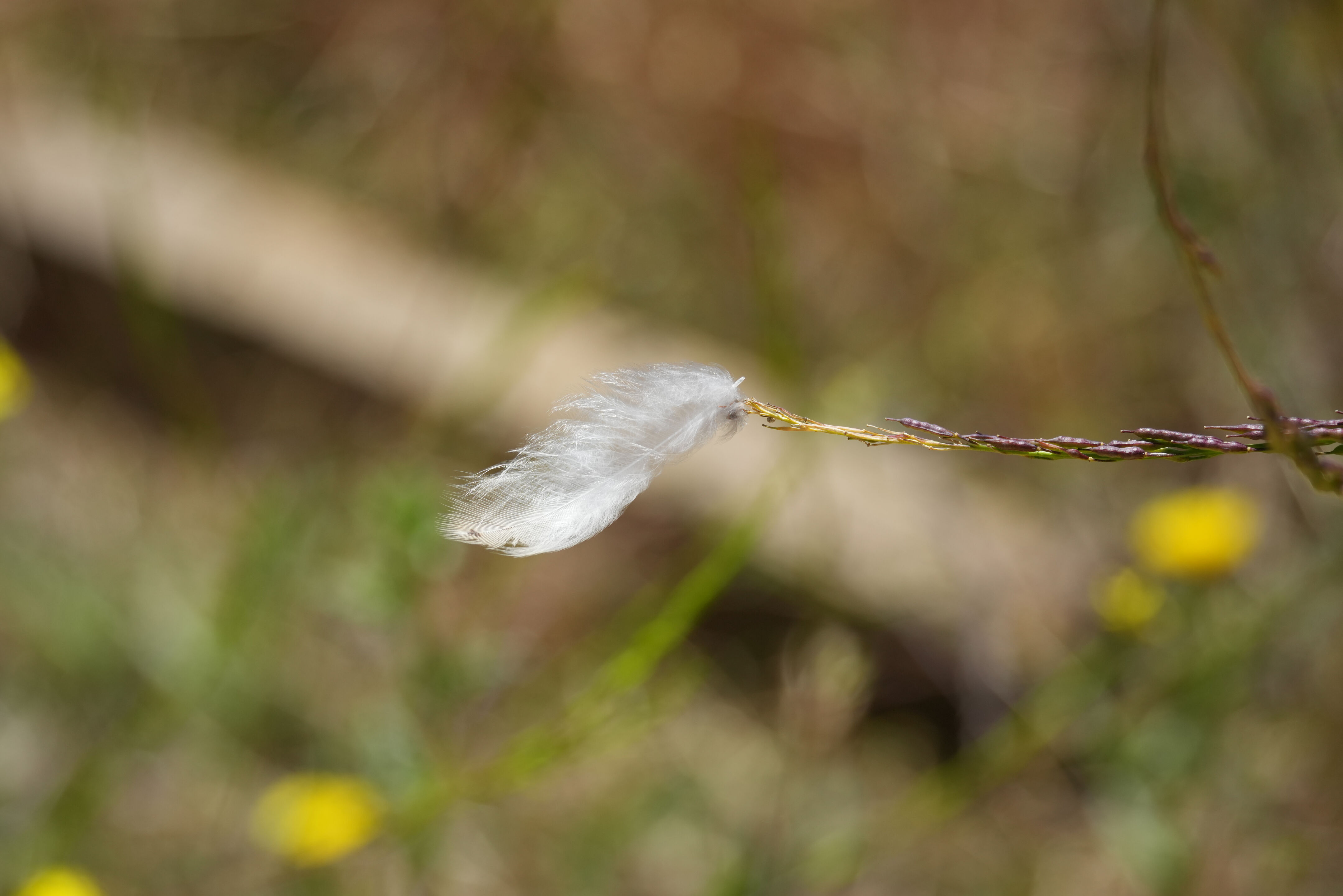 Briones Regional Park