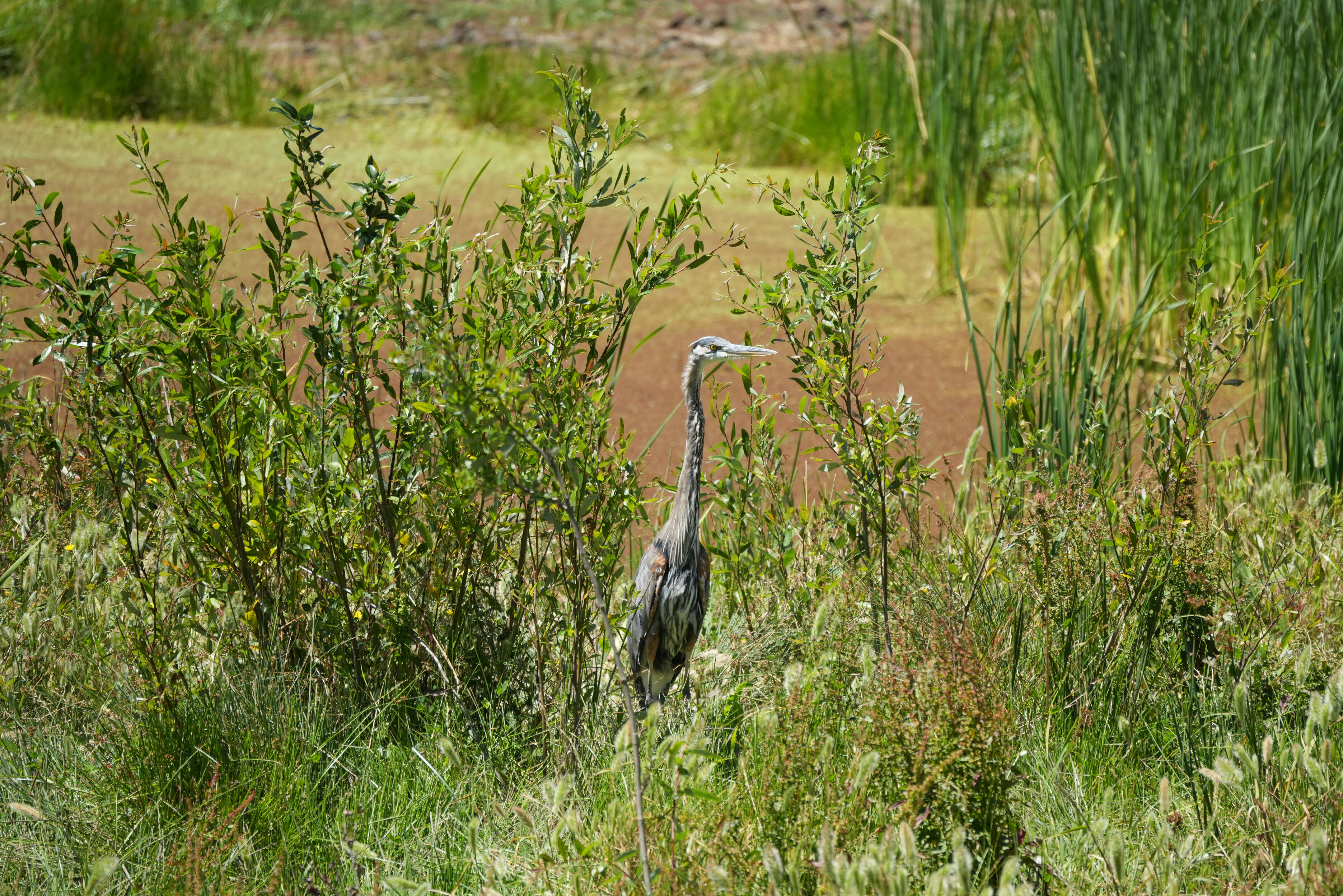 Briones Regional Park