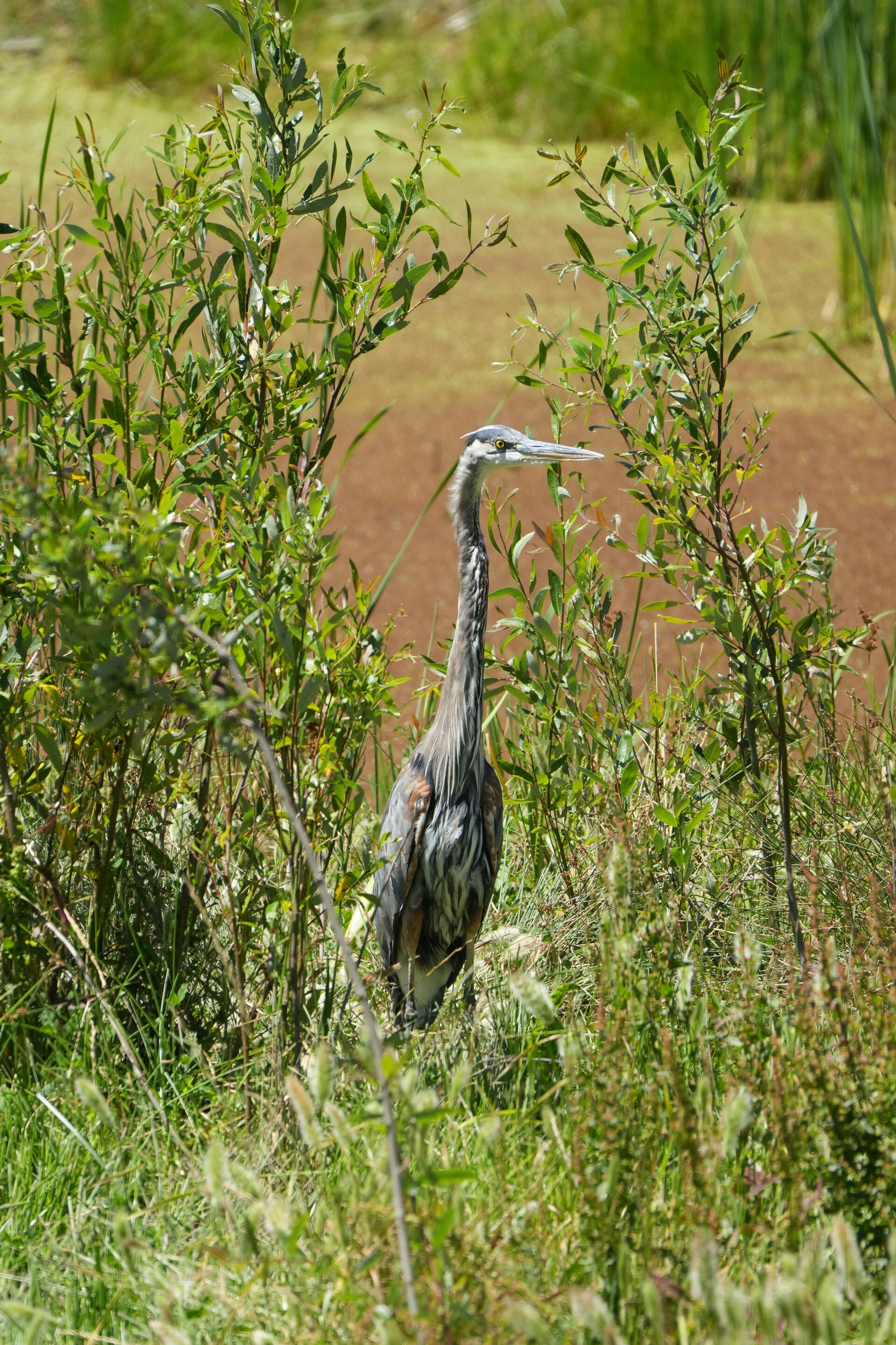 Briones Regional Park