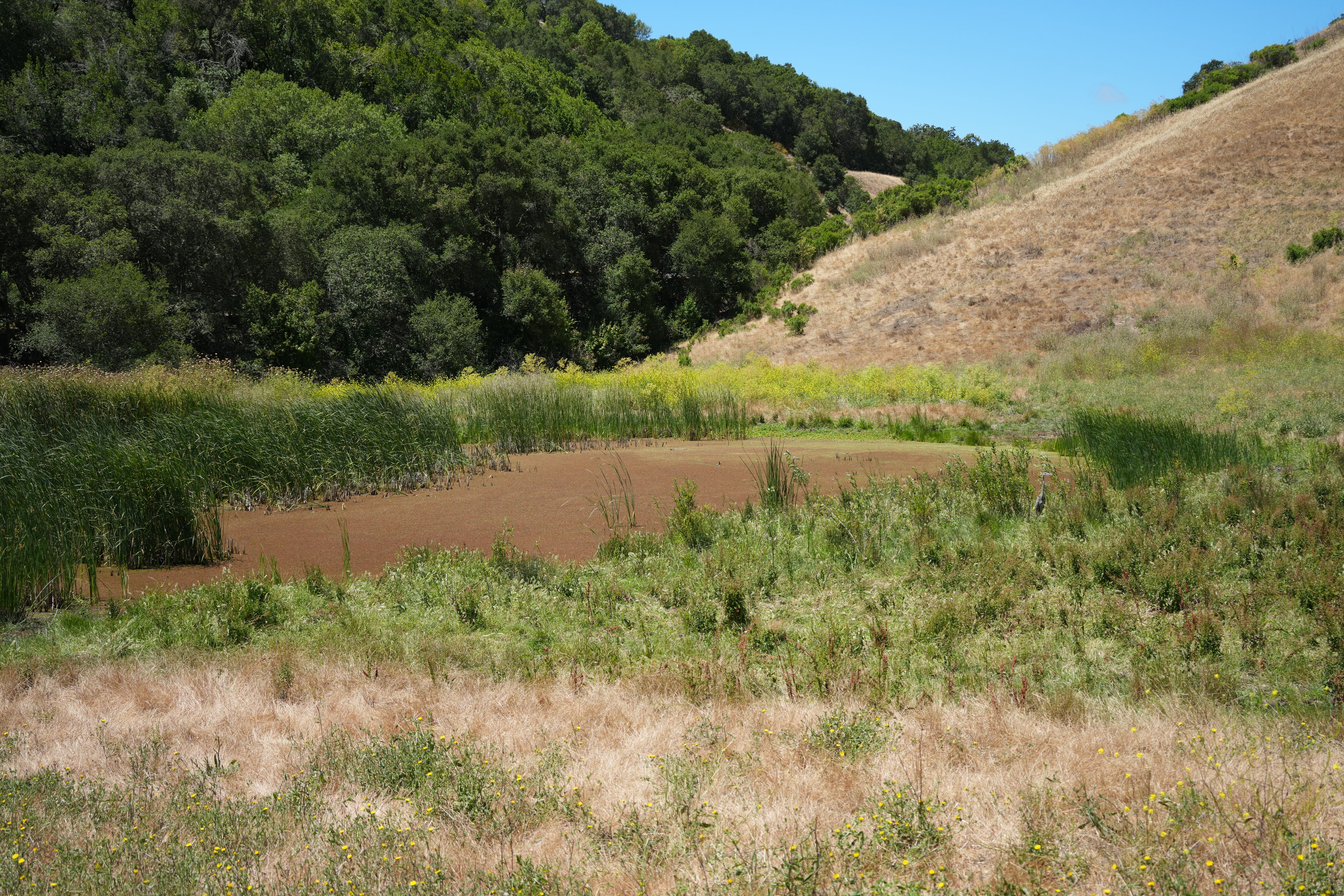 Briones Regional Park