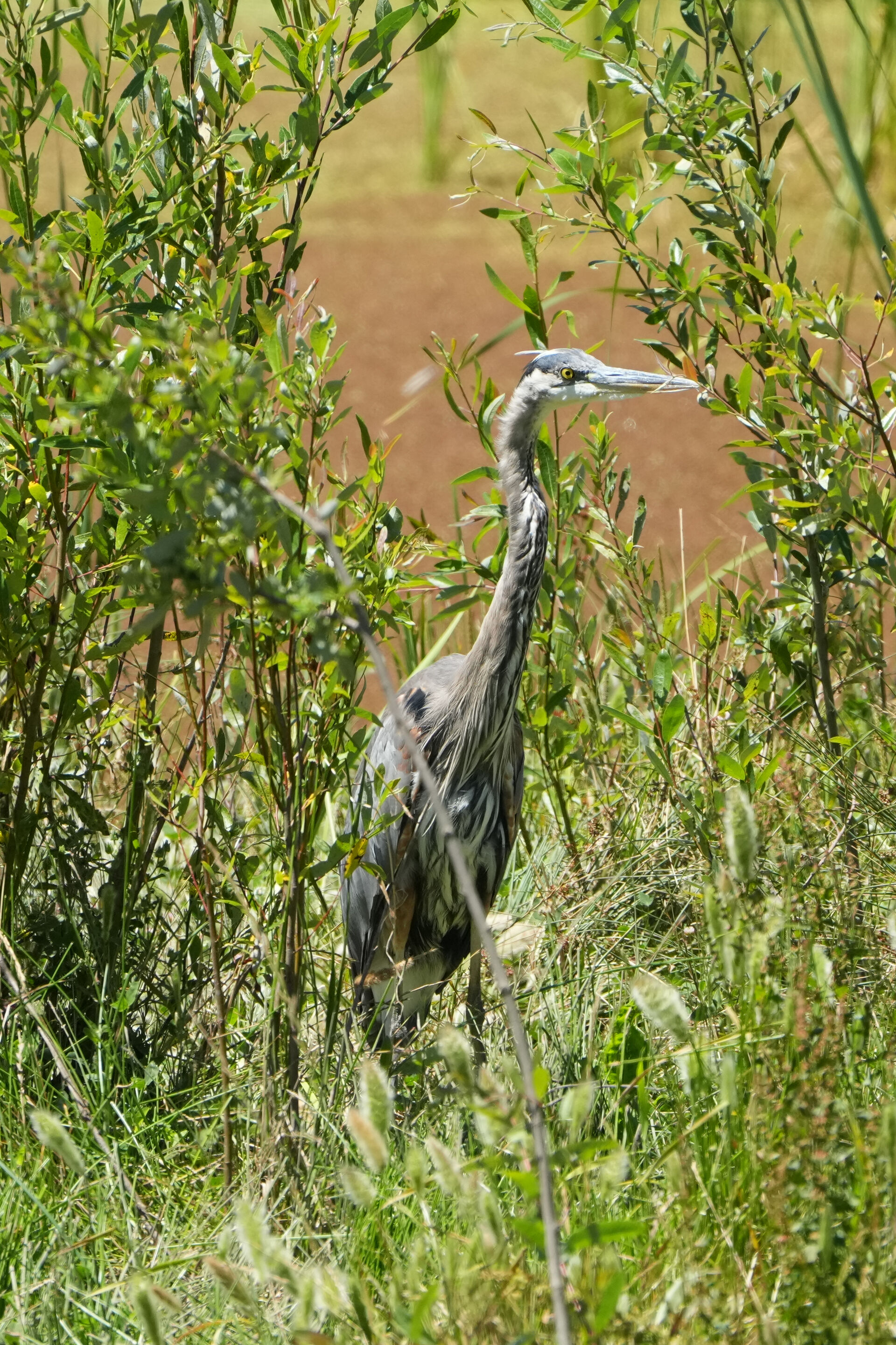Great Blue Heron