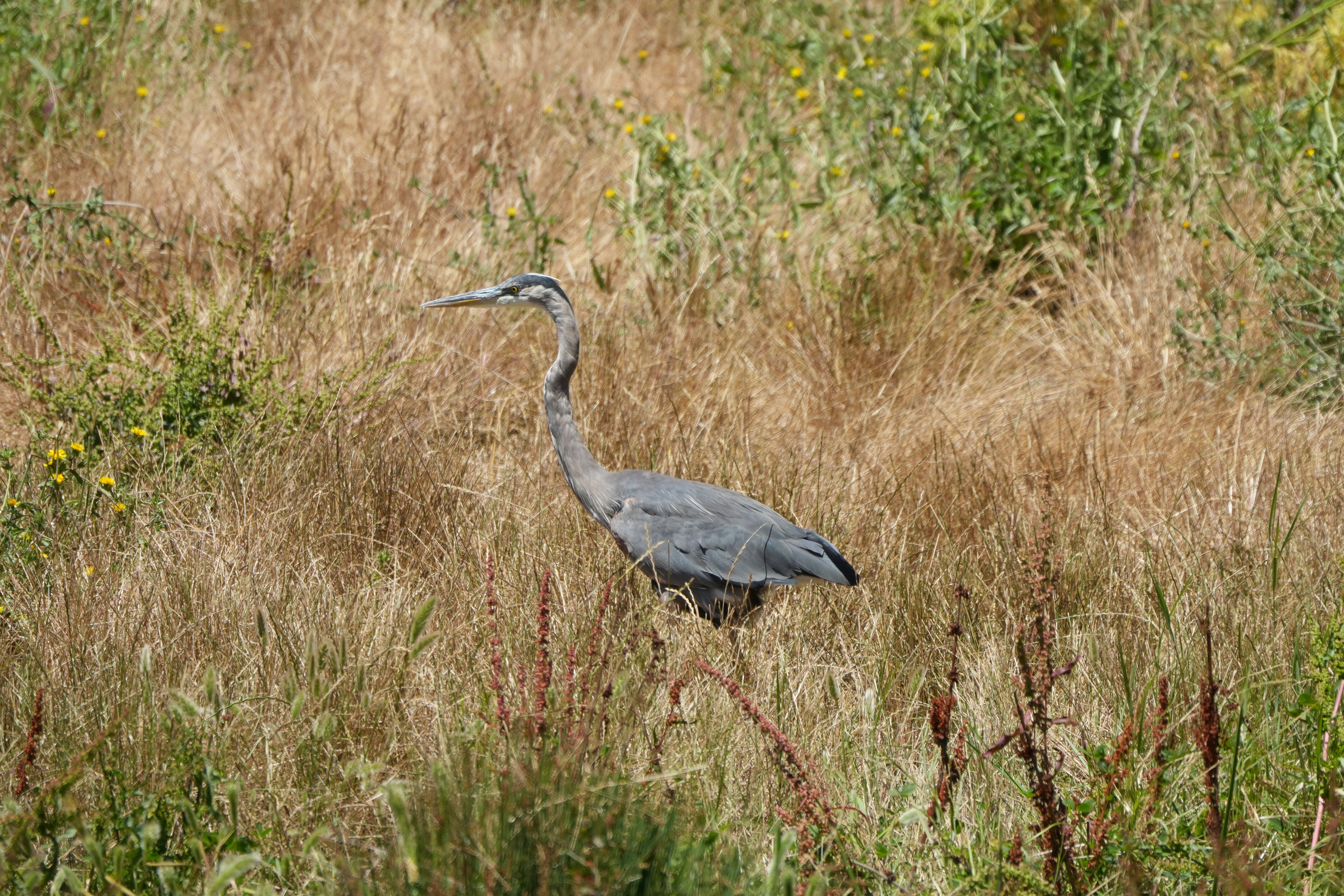 Briones Regional Park