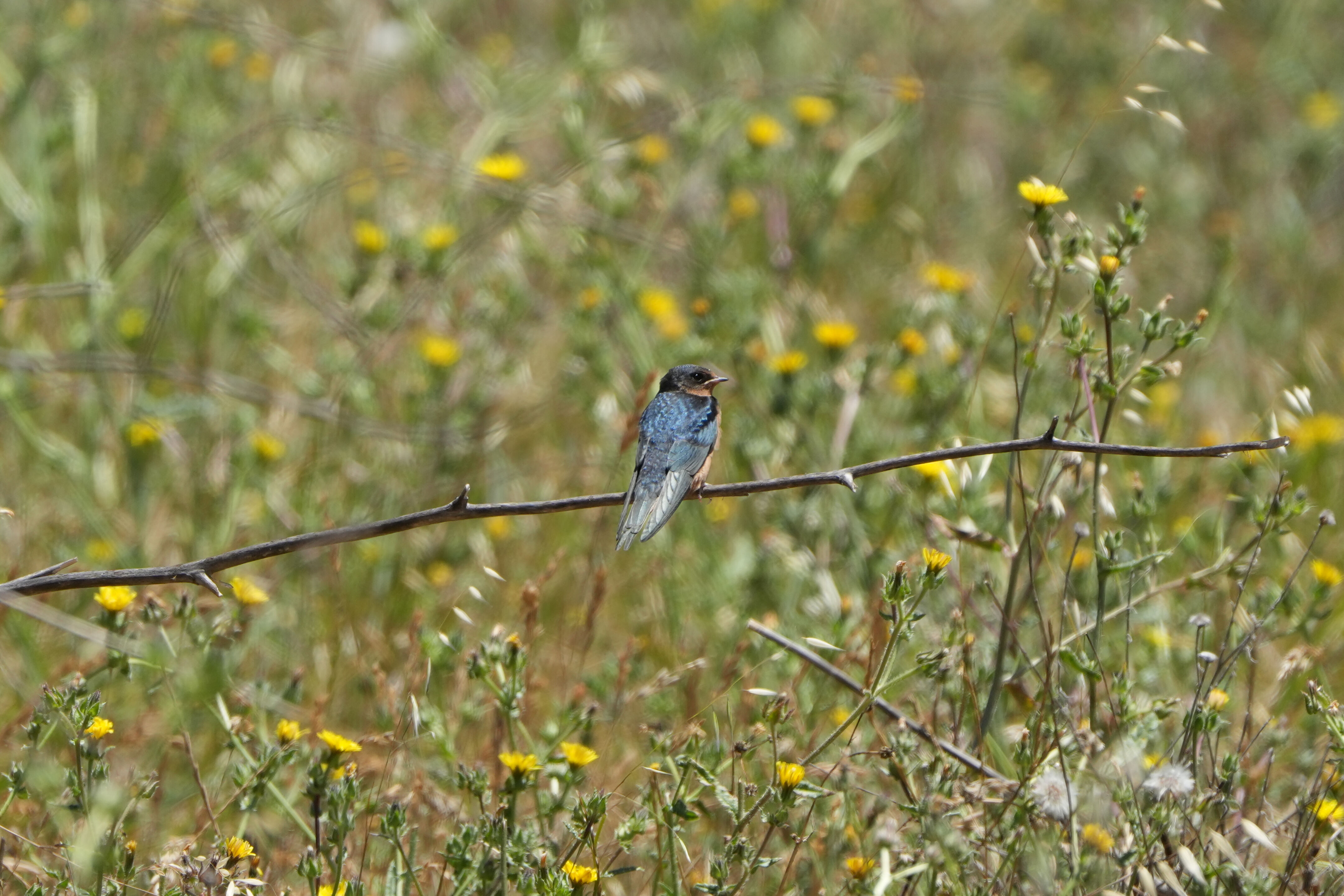 Briones Regional Park