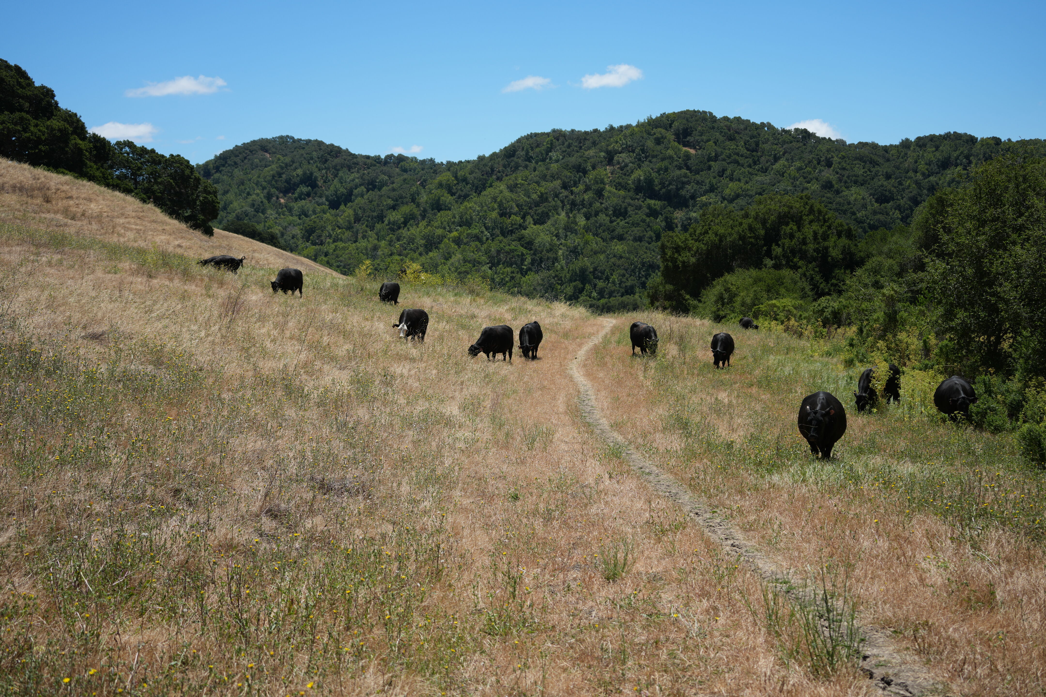 Briones Regional Park