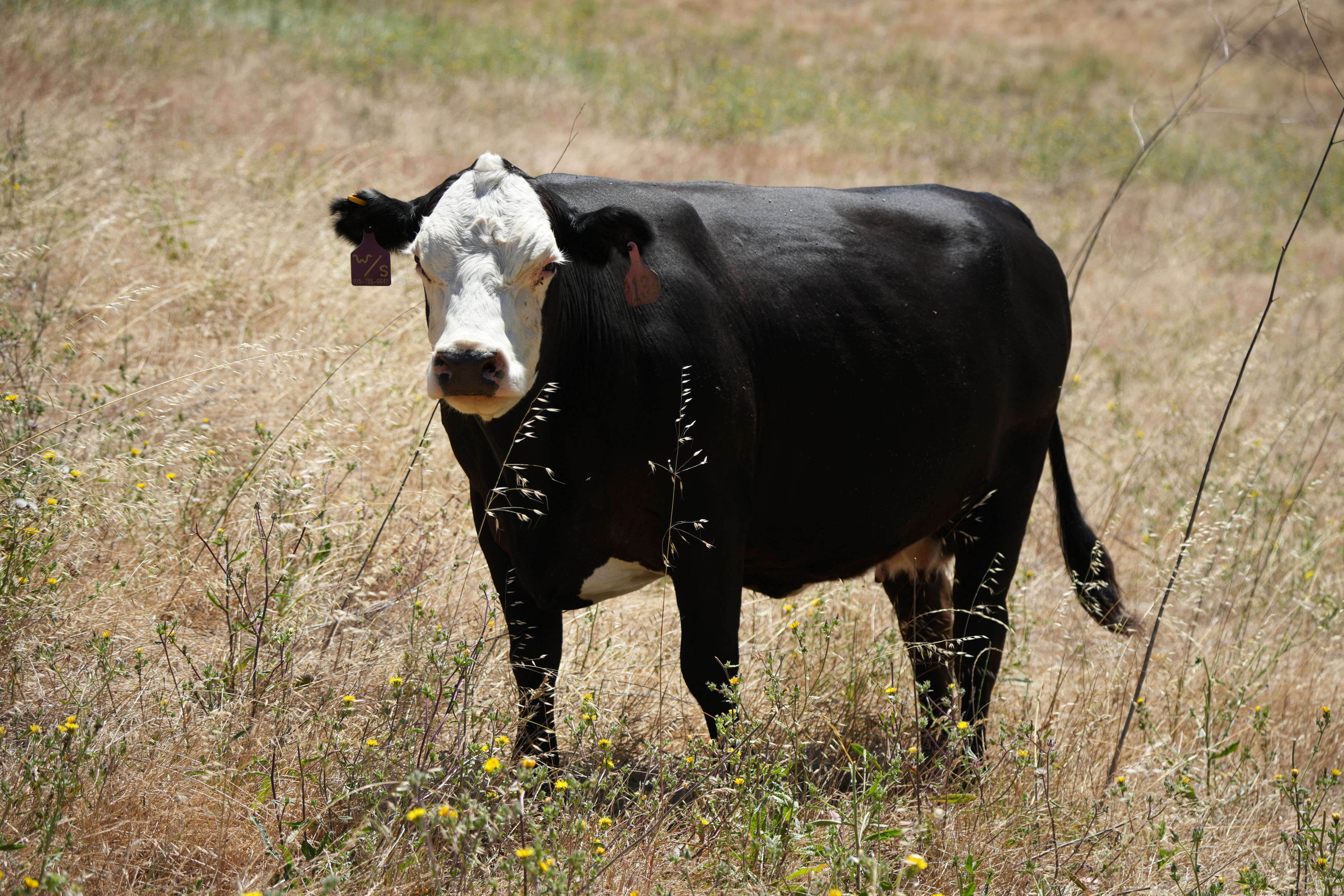 Briones Regional Park