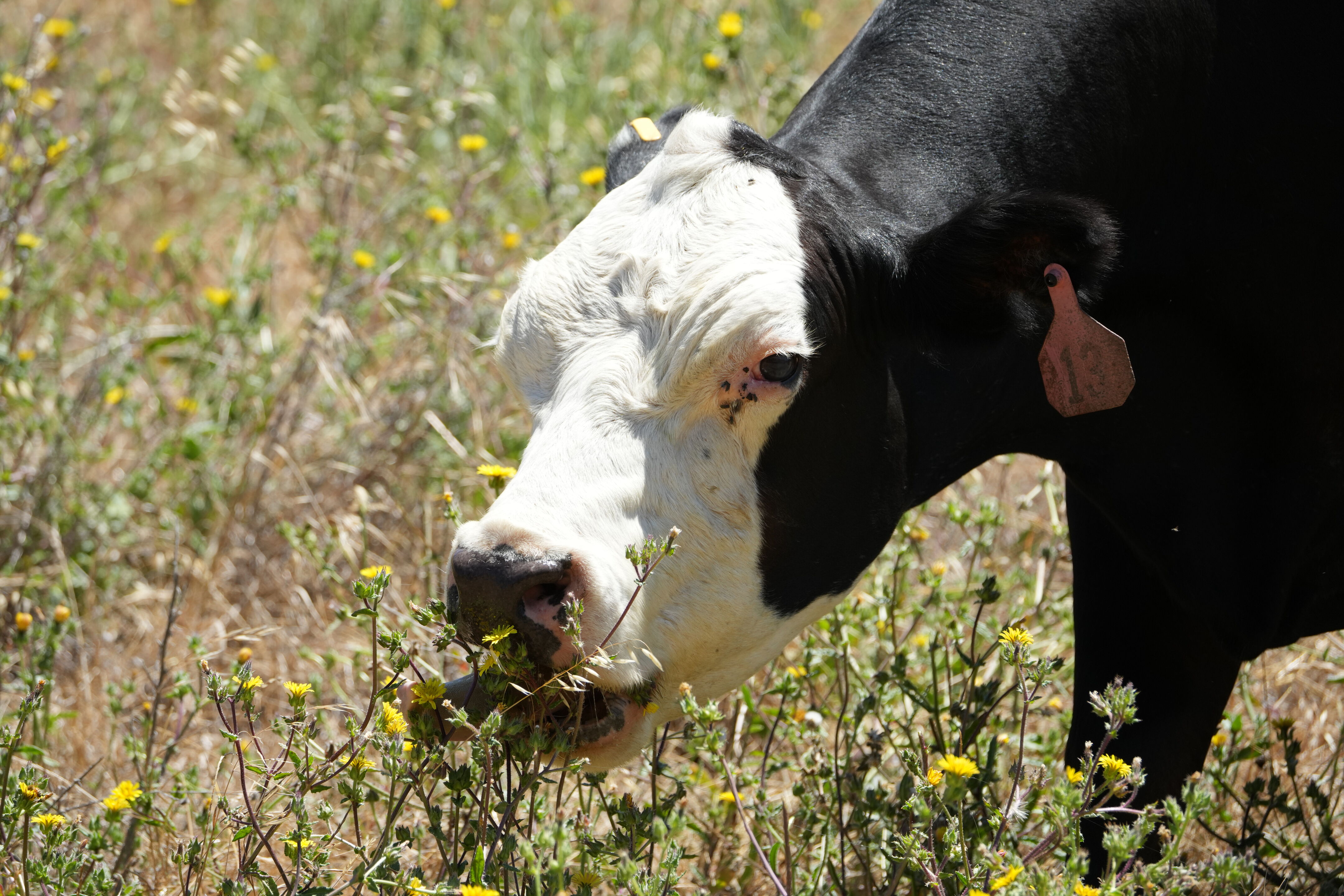 Briones Regional Park
