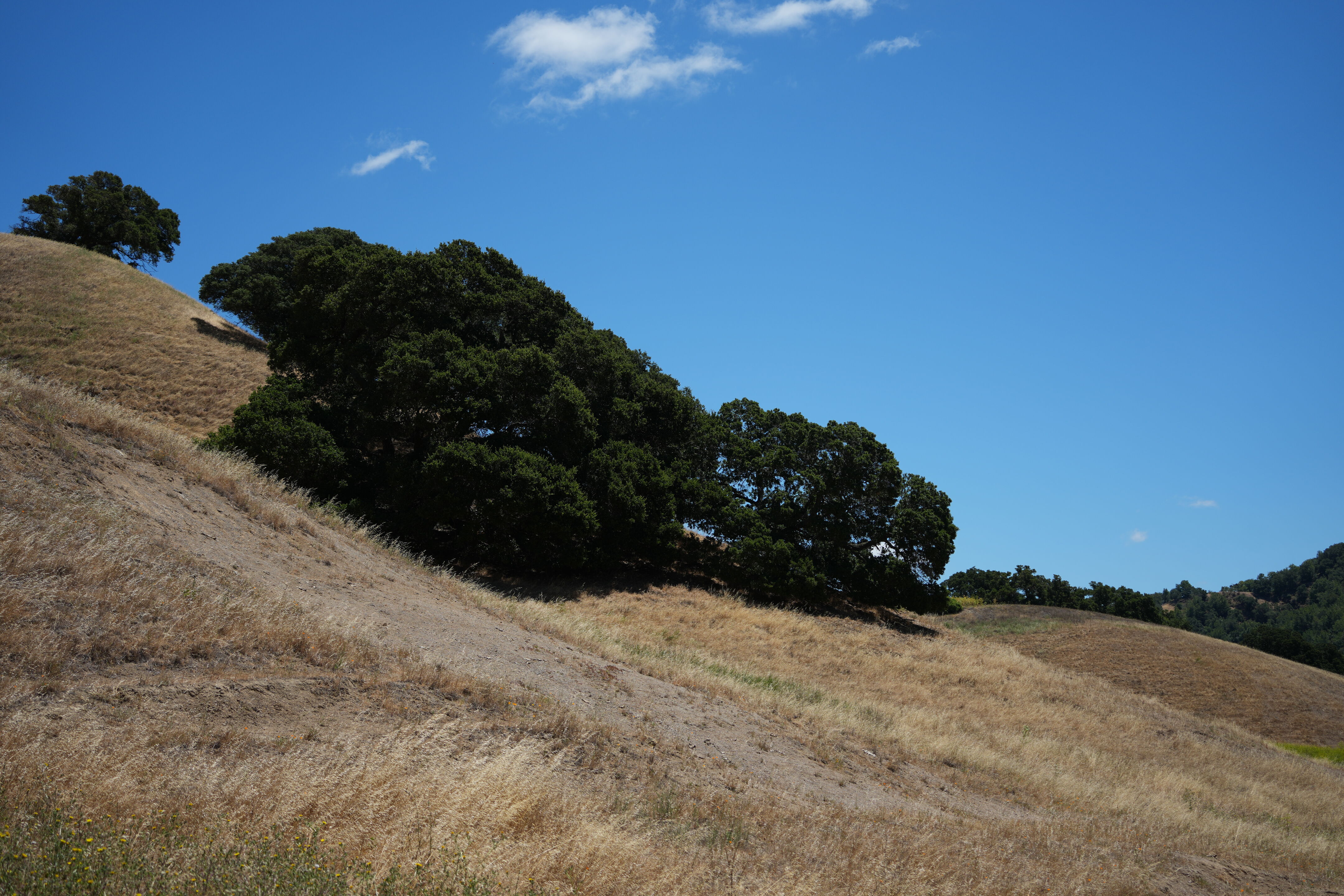 Briones Regional Park