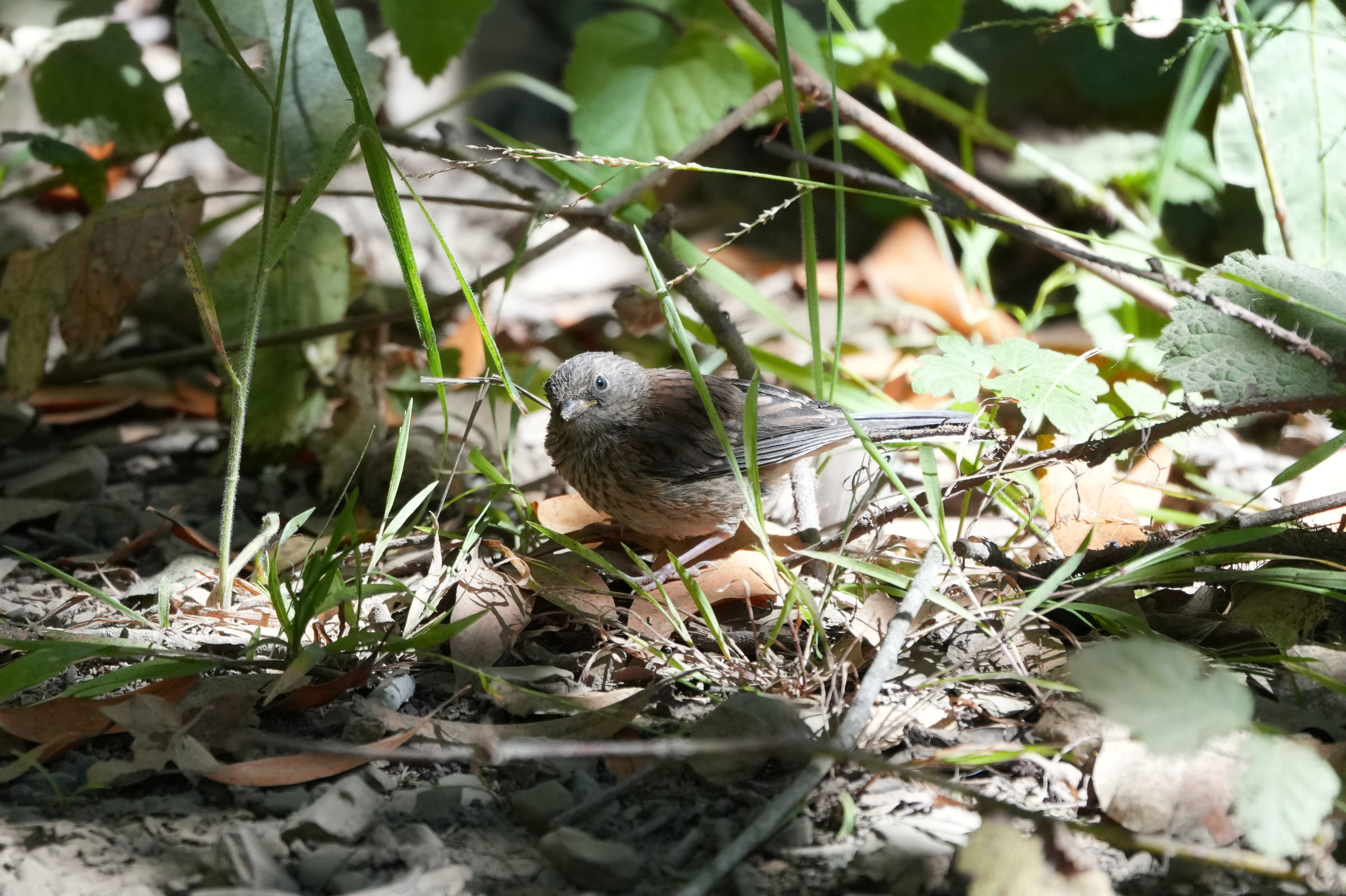 Juvenile Dark-Eyed Junco