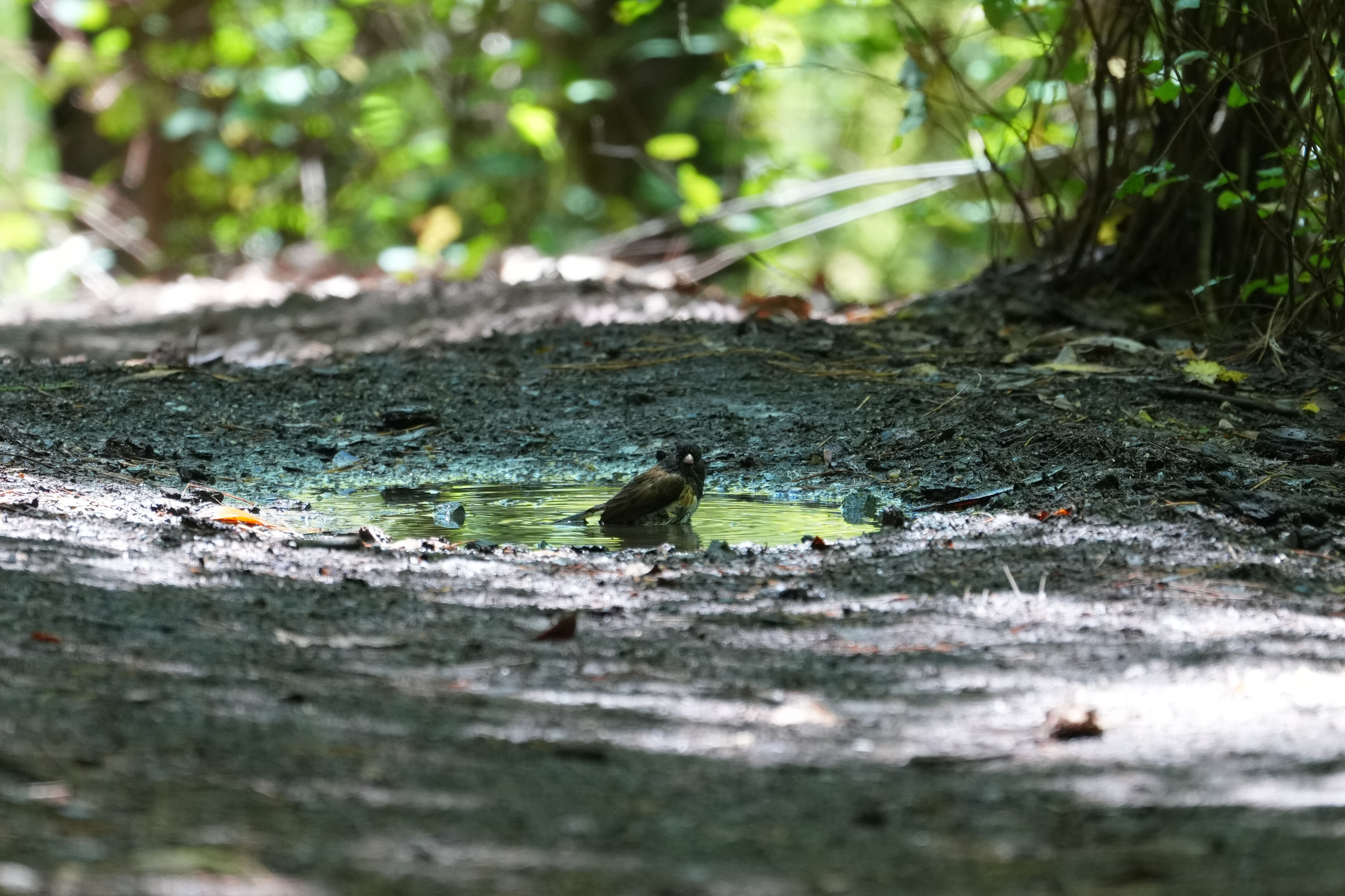 Dark-Eyed Junco Bathe In Shallow Puddles