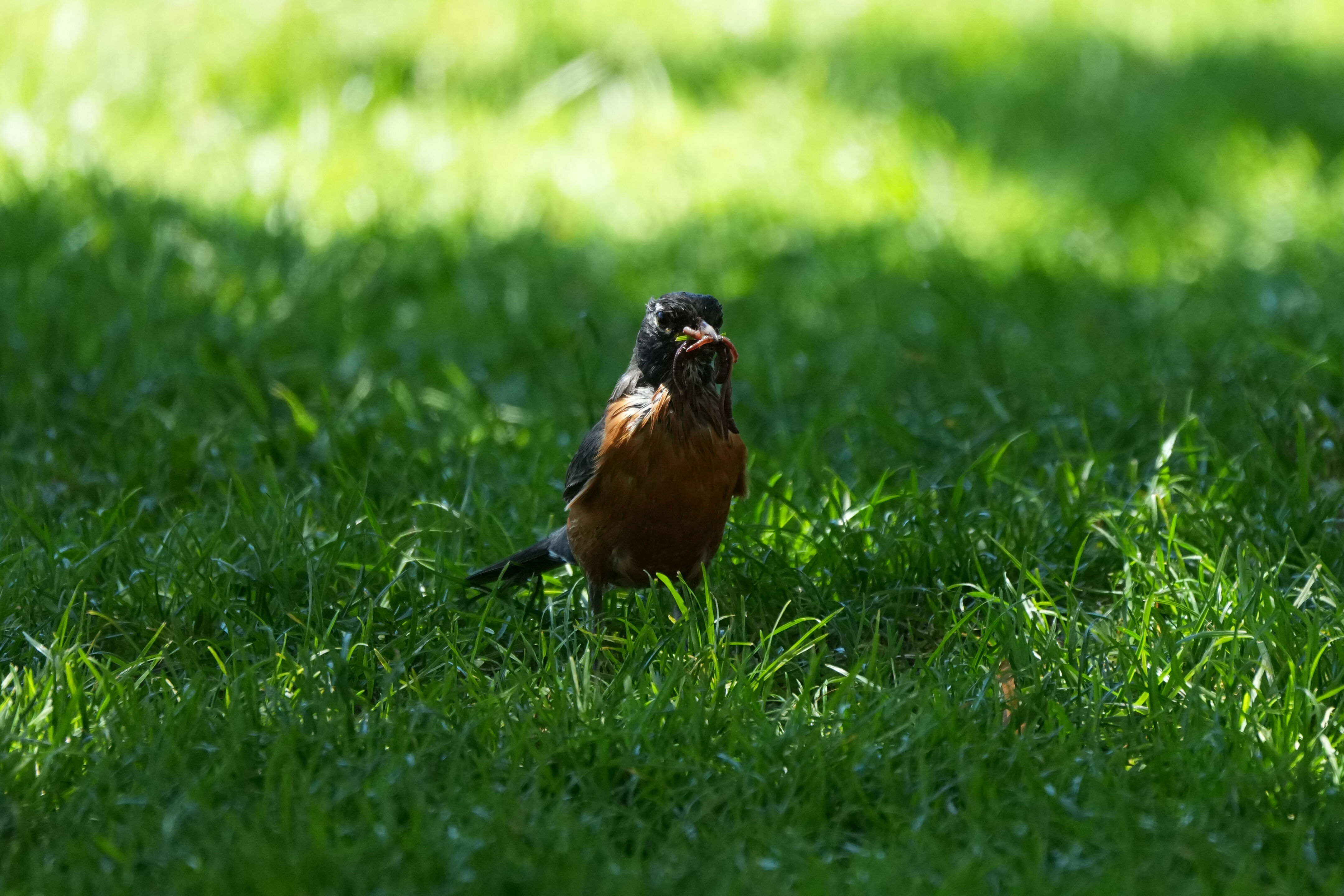American Robin Holding Earthworms