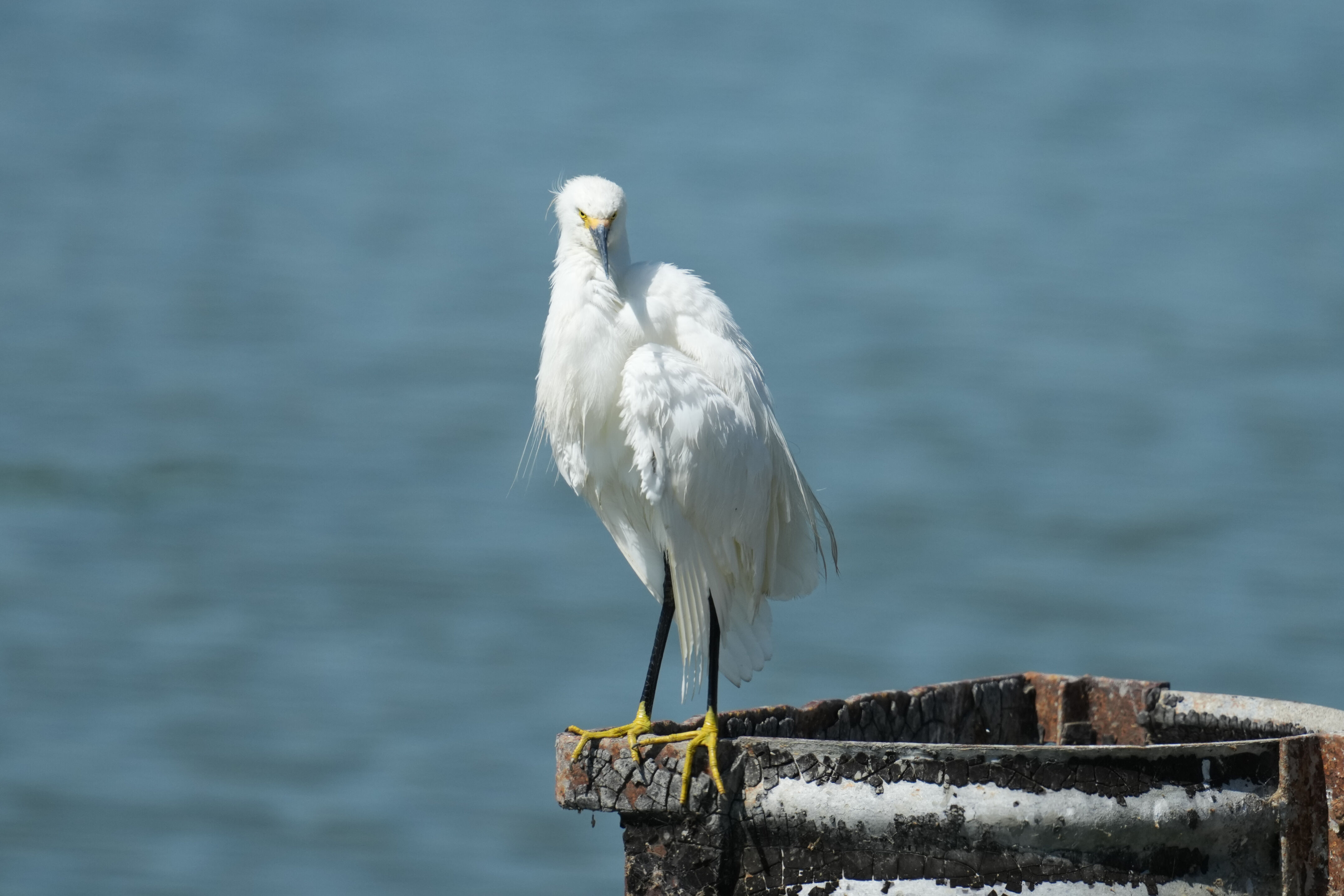 Sunnyvale Baylands Park