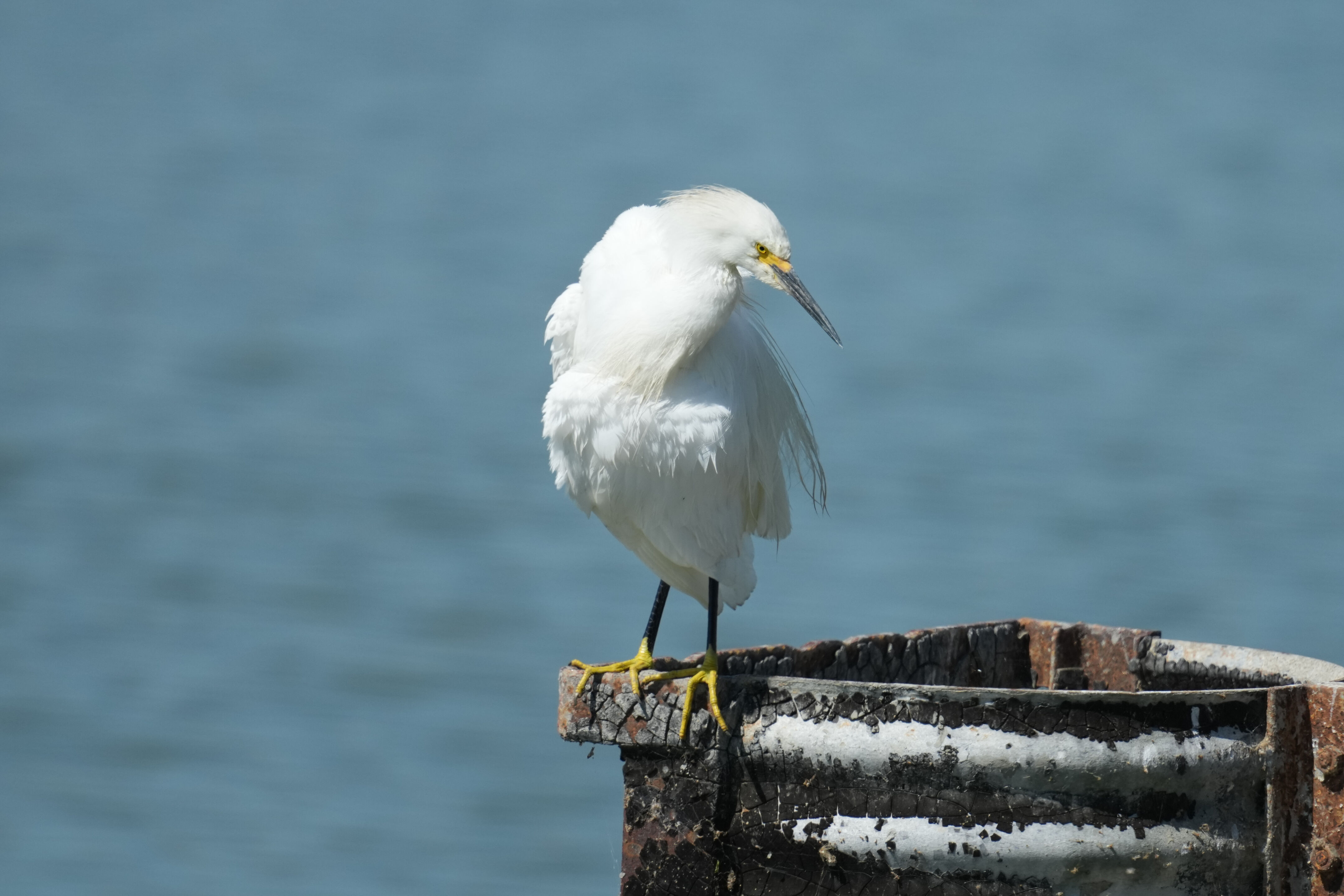 Sunnyvale Baylands Park