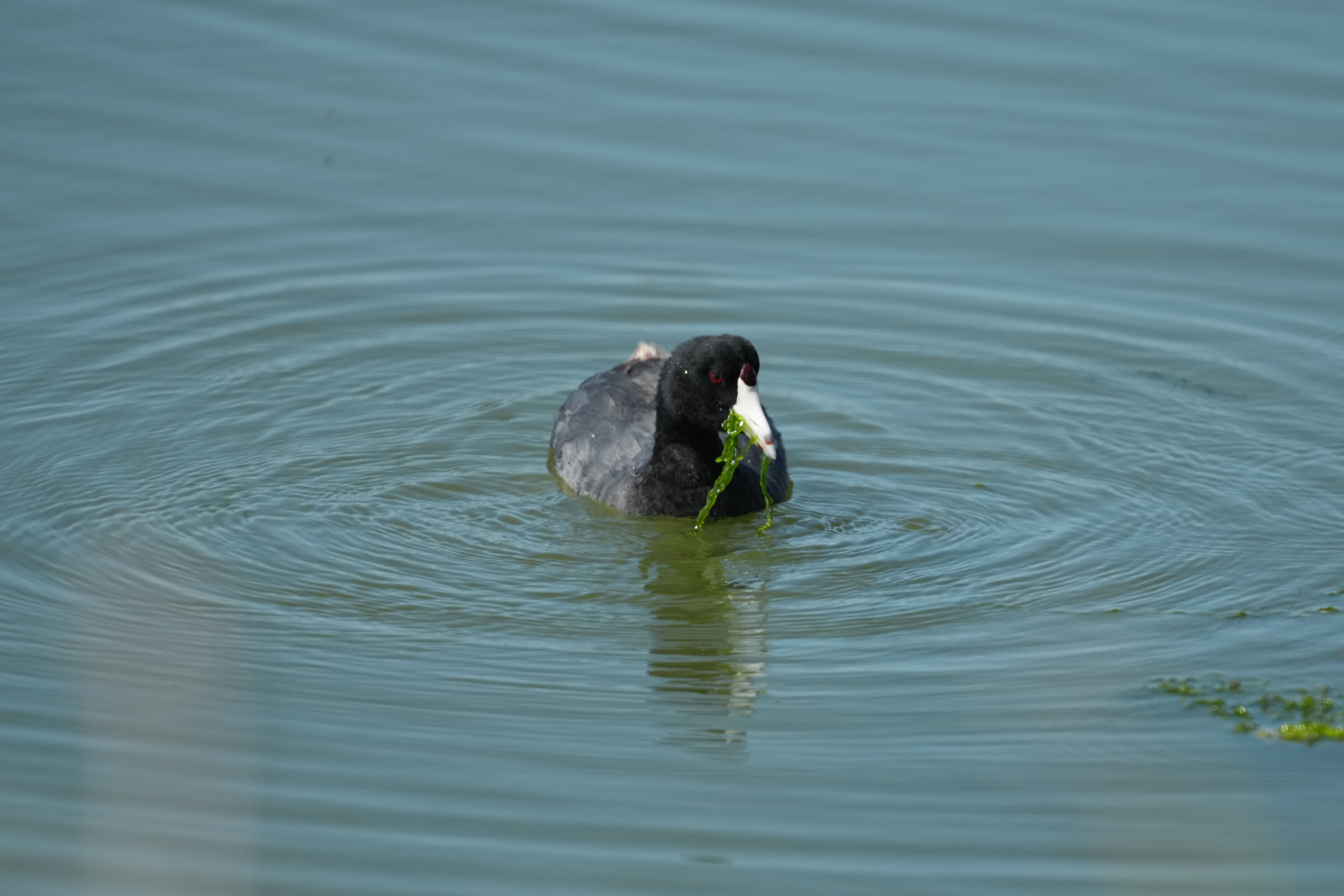 Sunnyvale Baylands Park