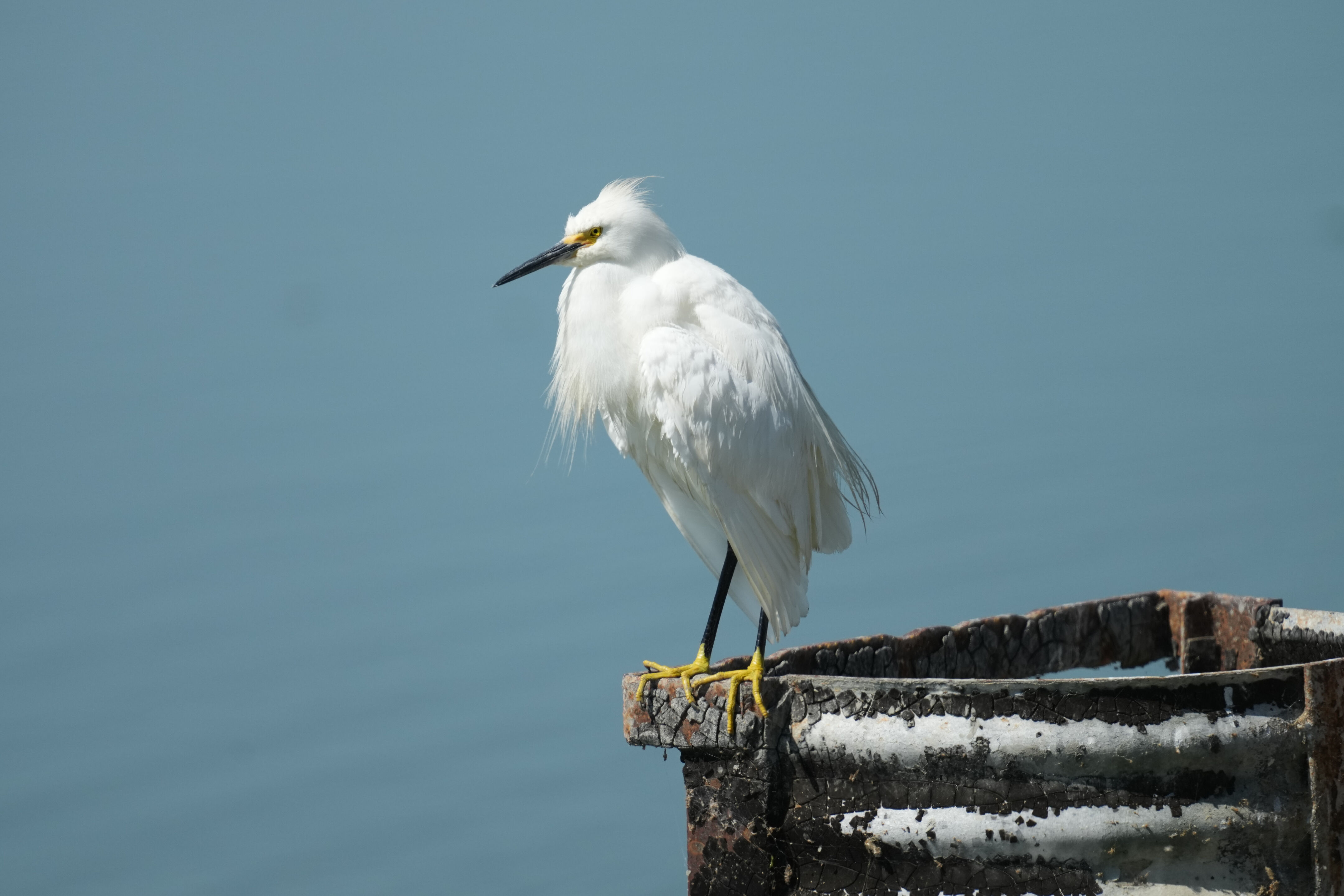Sunnyvale Baylands Park
