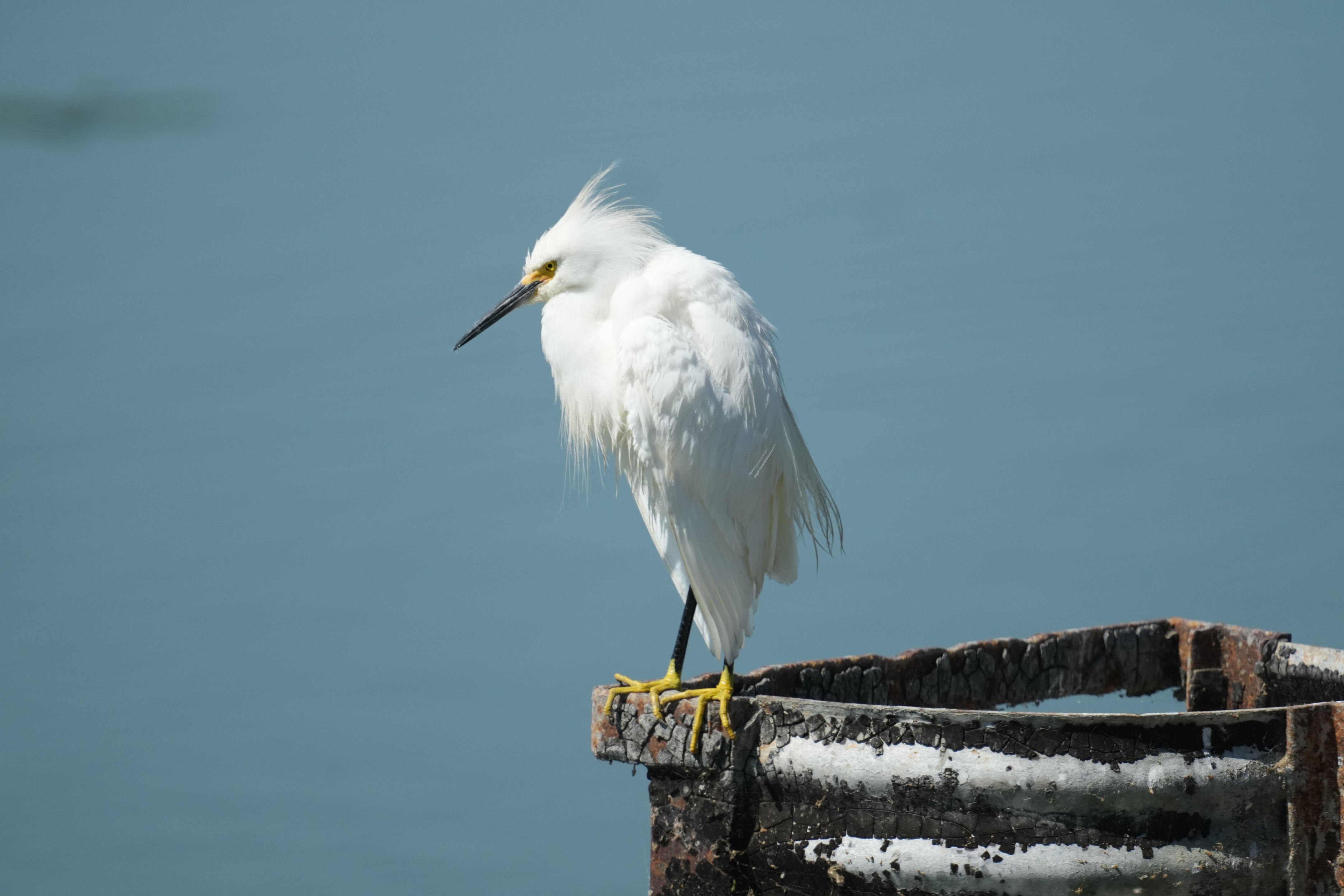 Sunnyvale Baylands Park