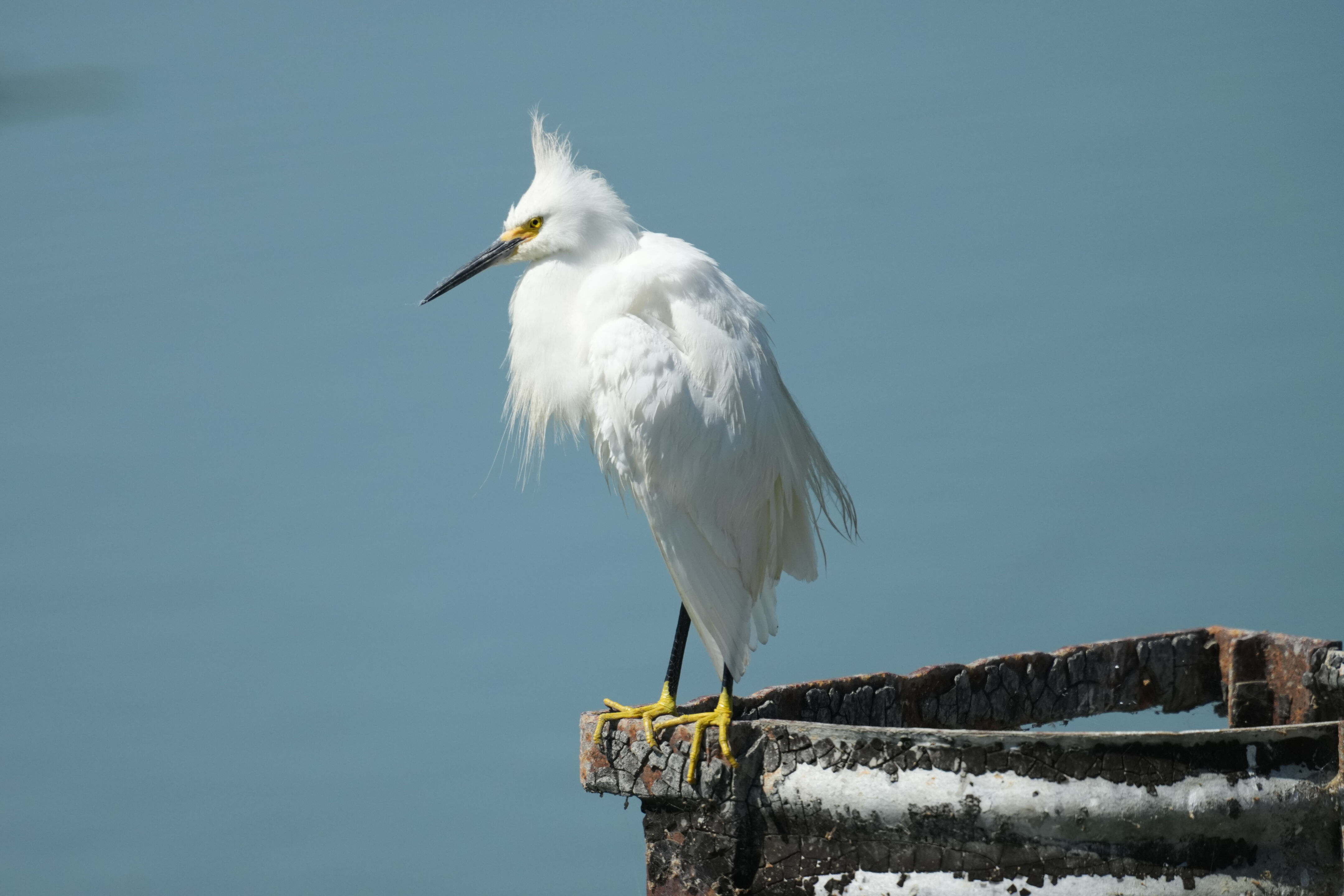 Sunnyvale Baylands Park