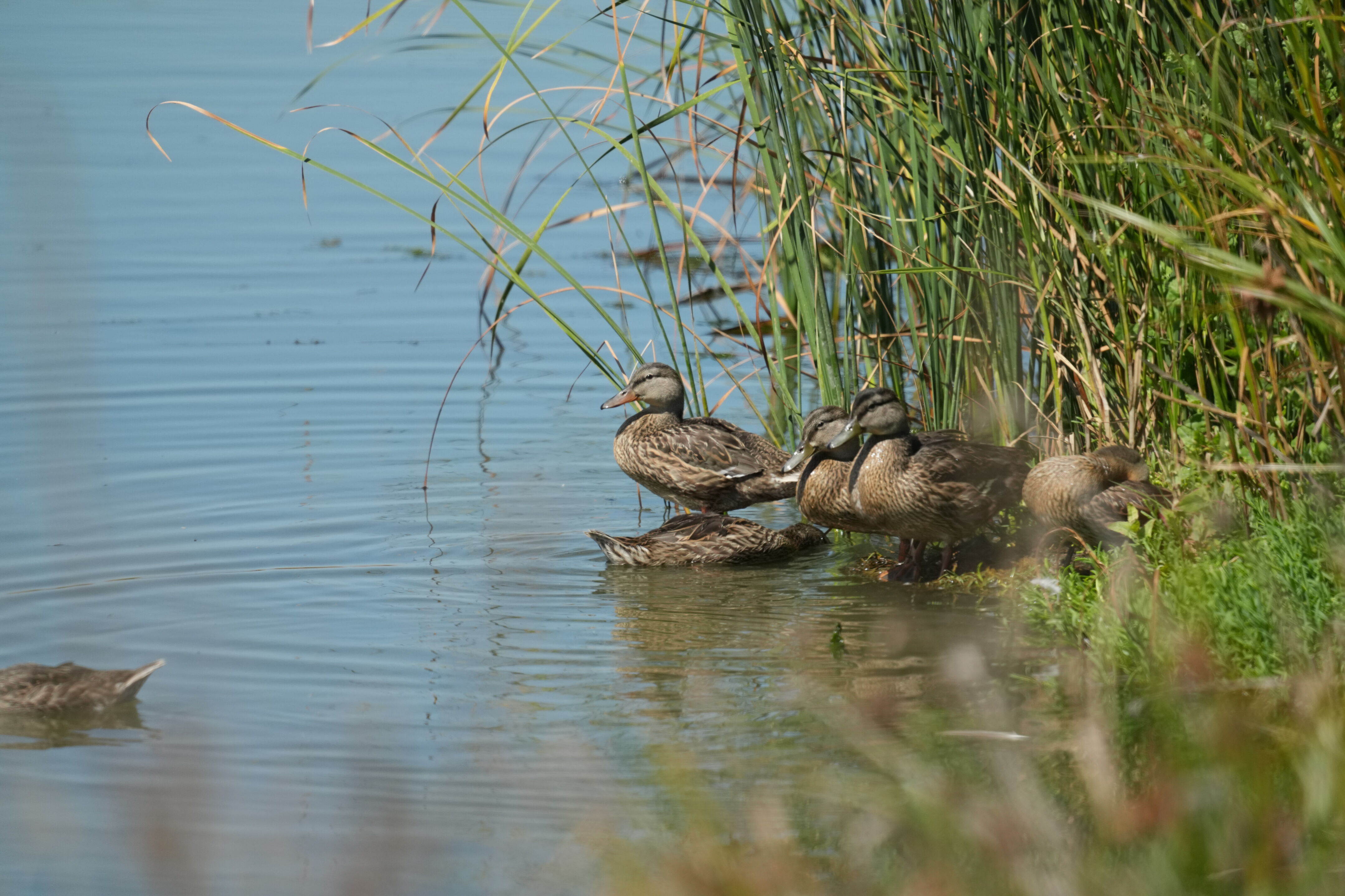 Sunnyvale Baylands Park