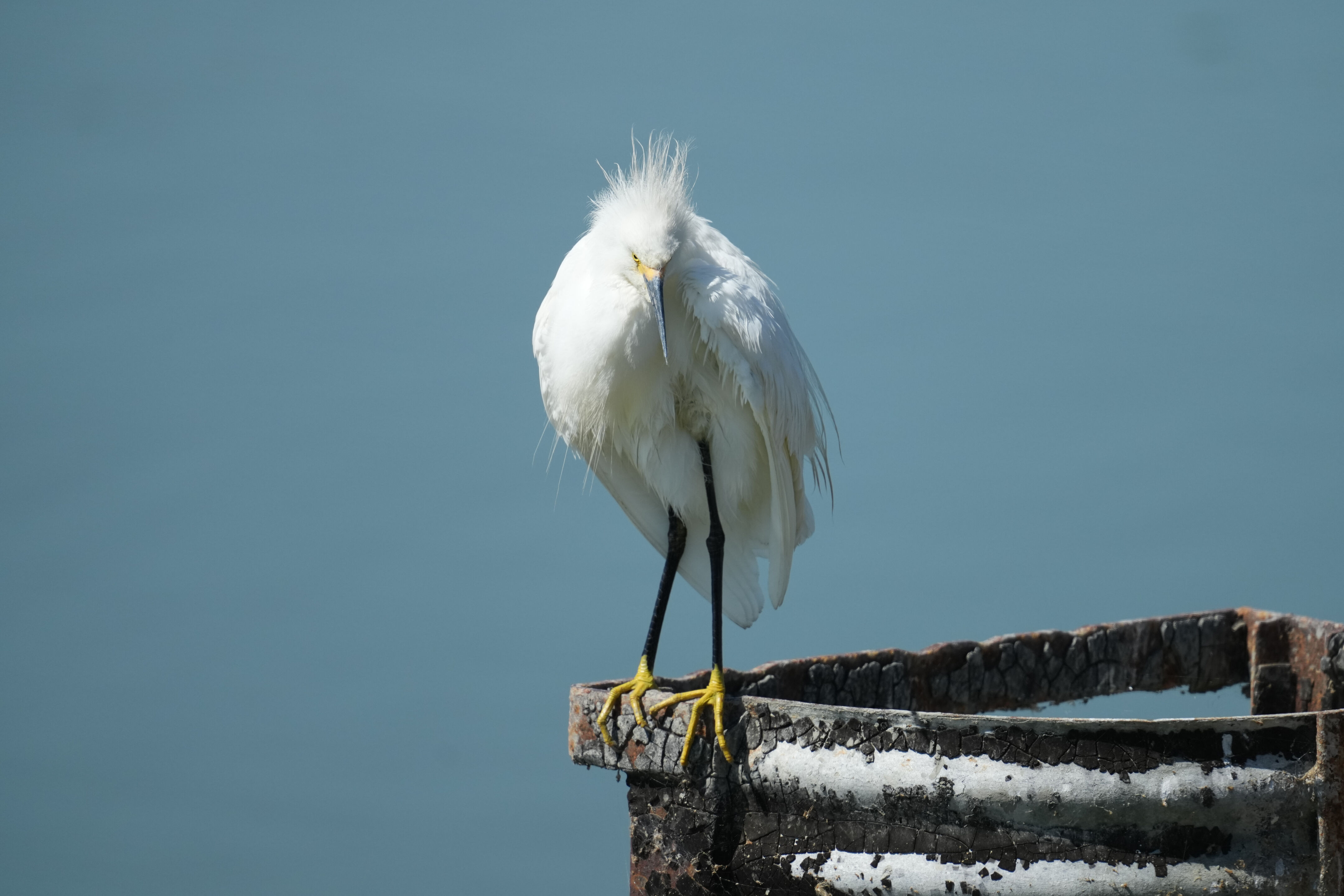 Sunnyvale Baylands Park