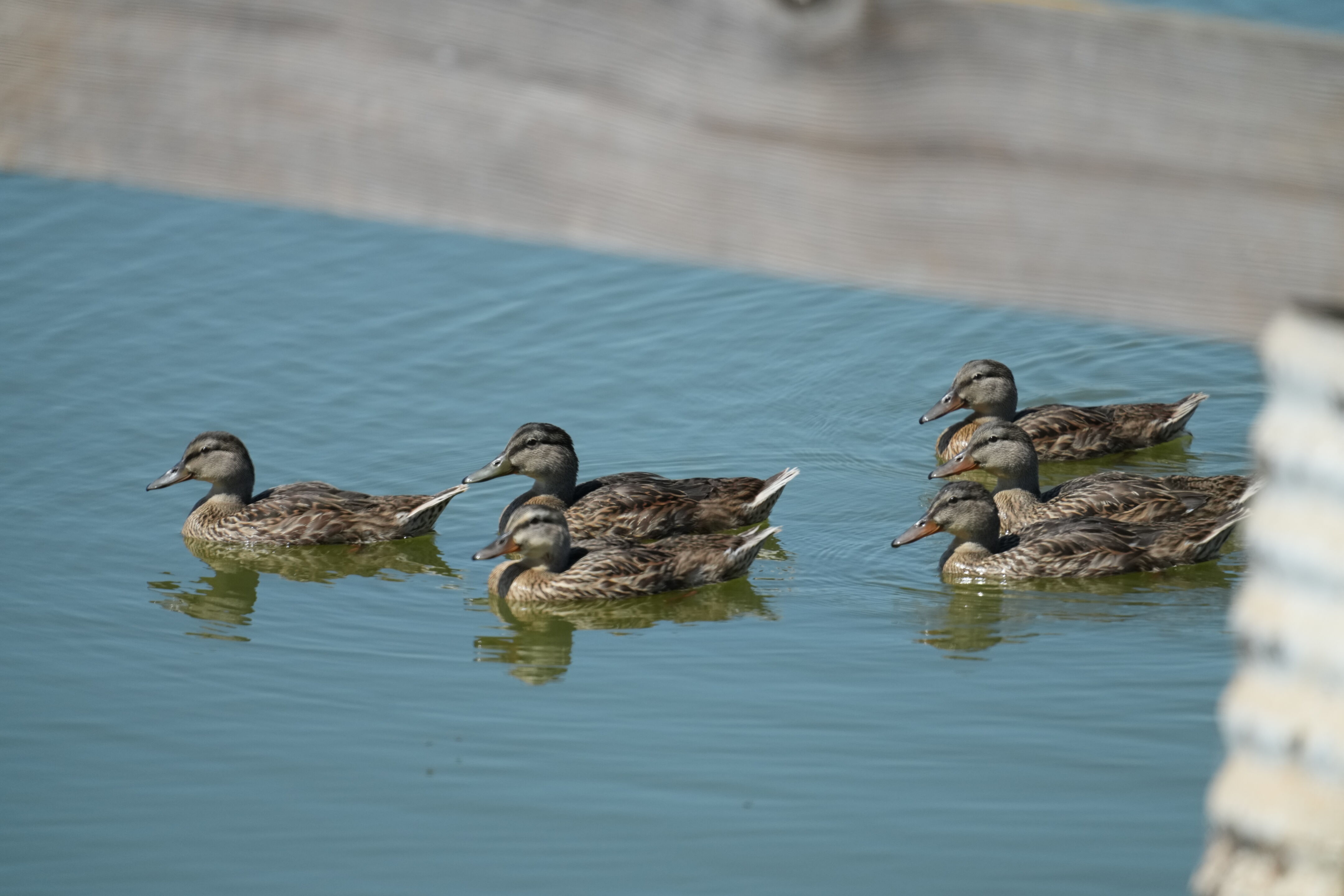 Sunnyvale Baylands Park