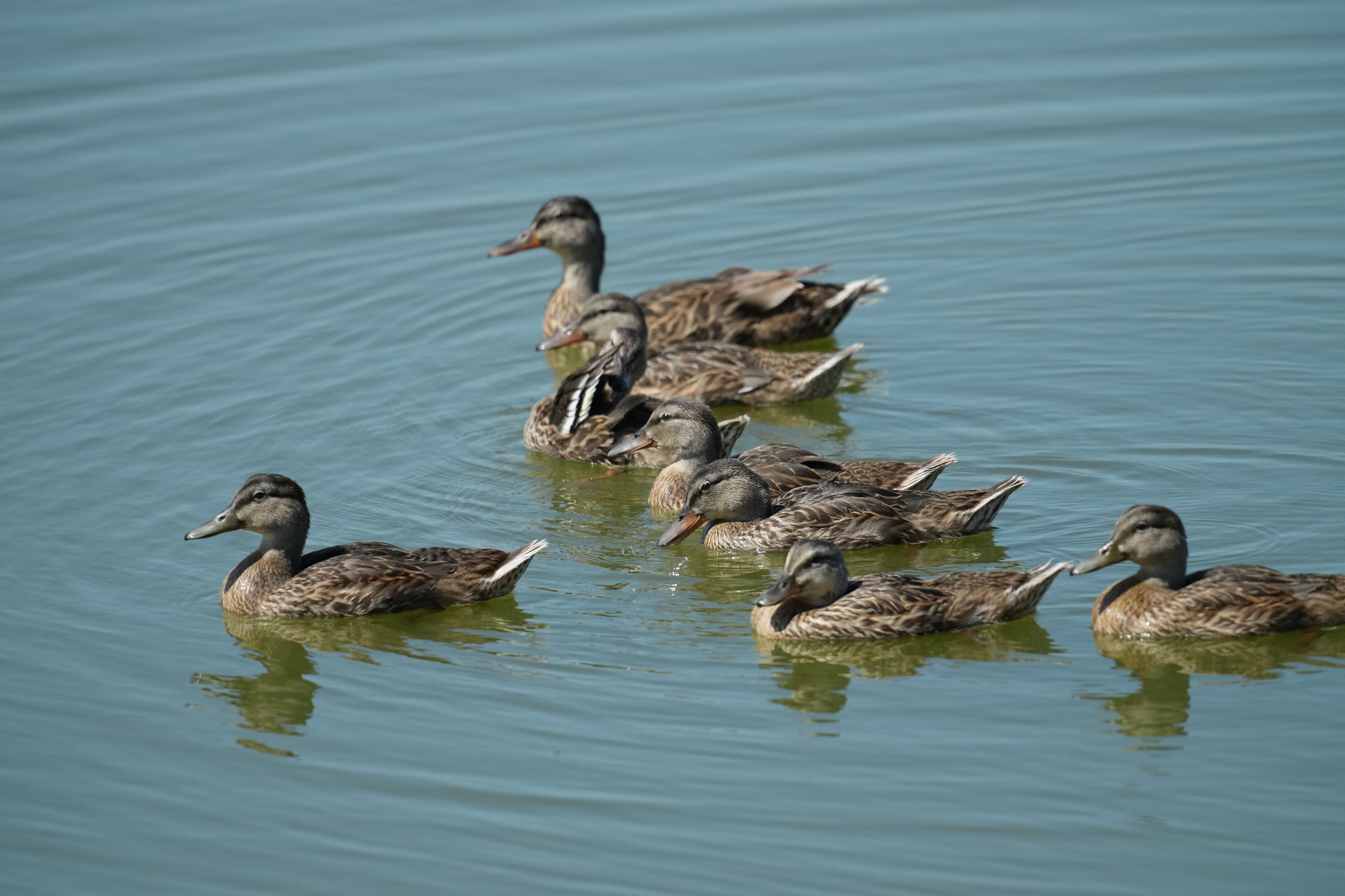 Sunnyvale Baylands Park
