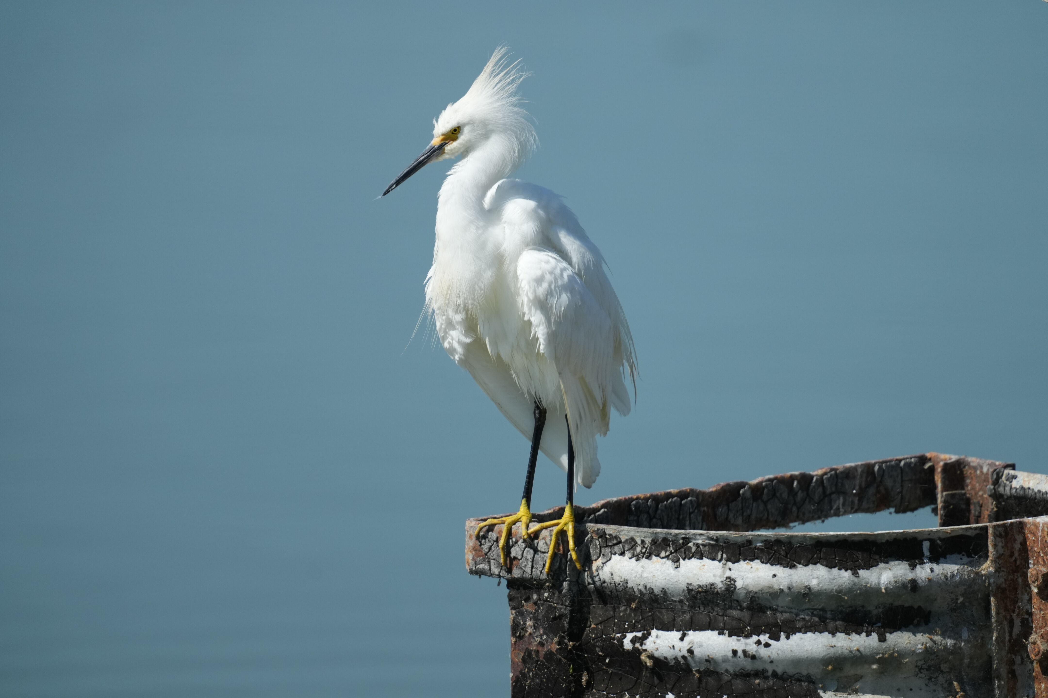Sunnyvale Baylands Park