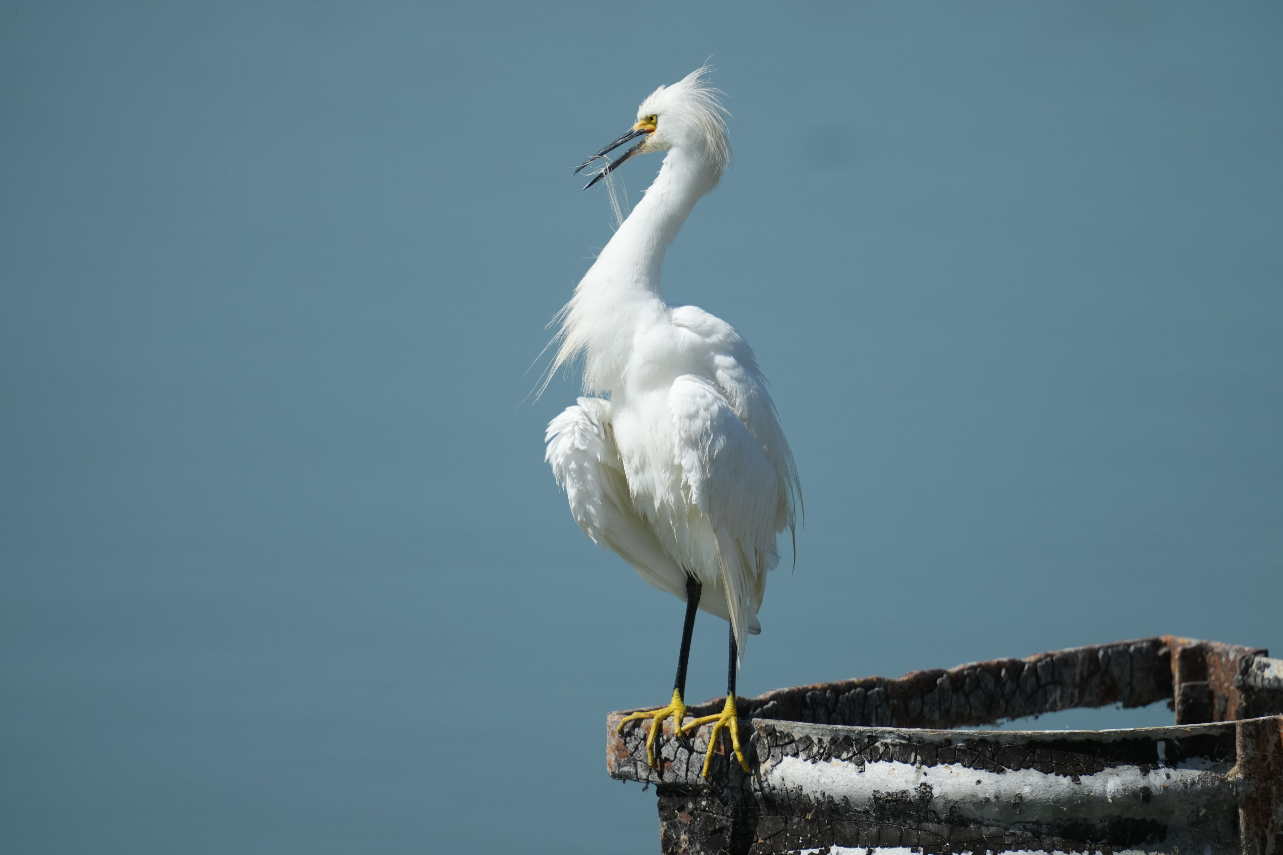 Sunnyvale Baylands Park