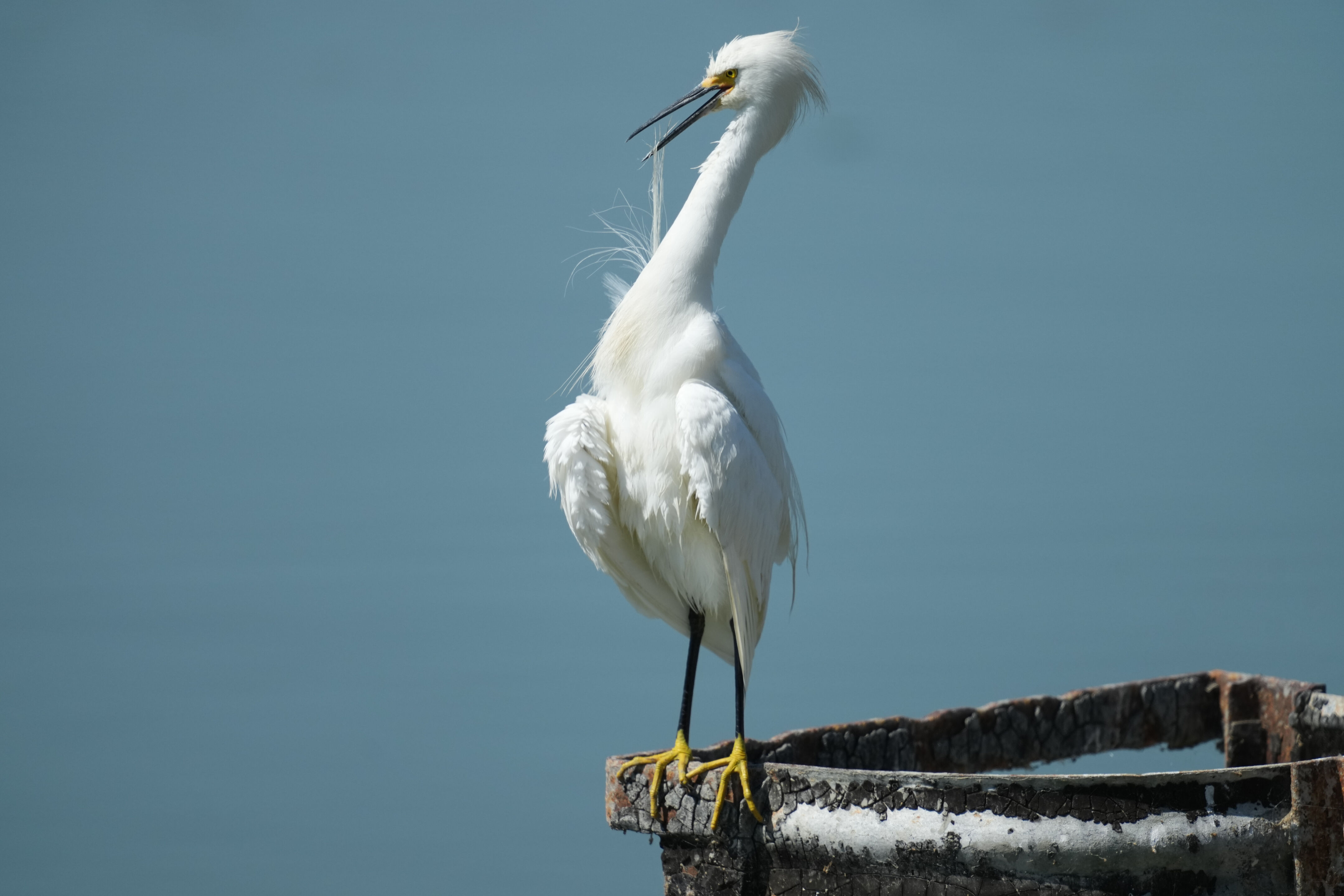 Sunnyvale Baylands Park