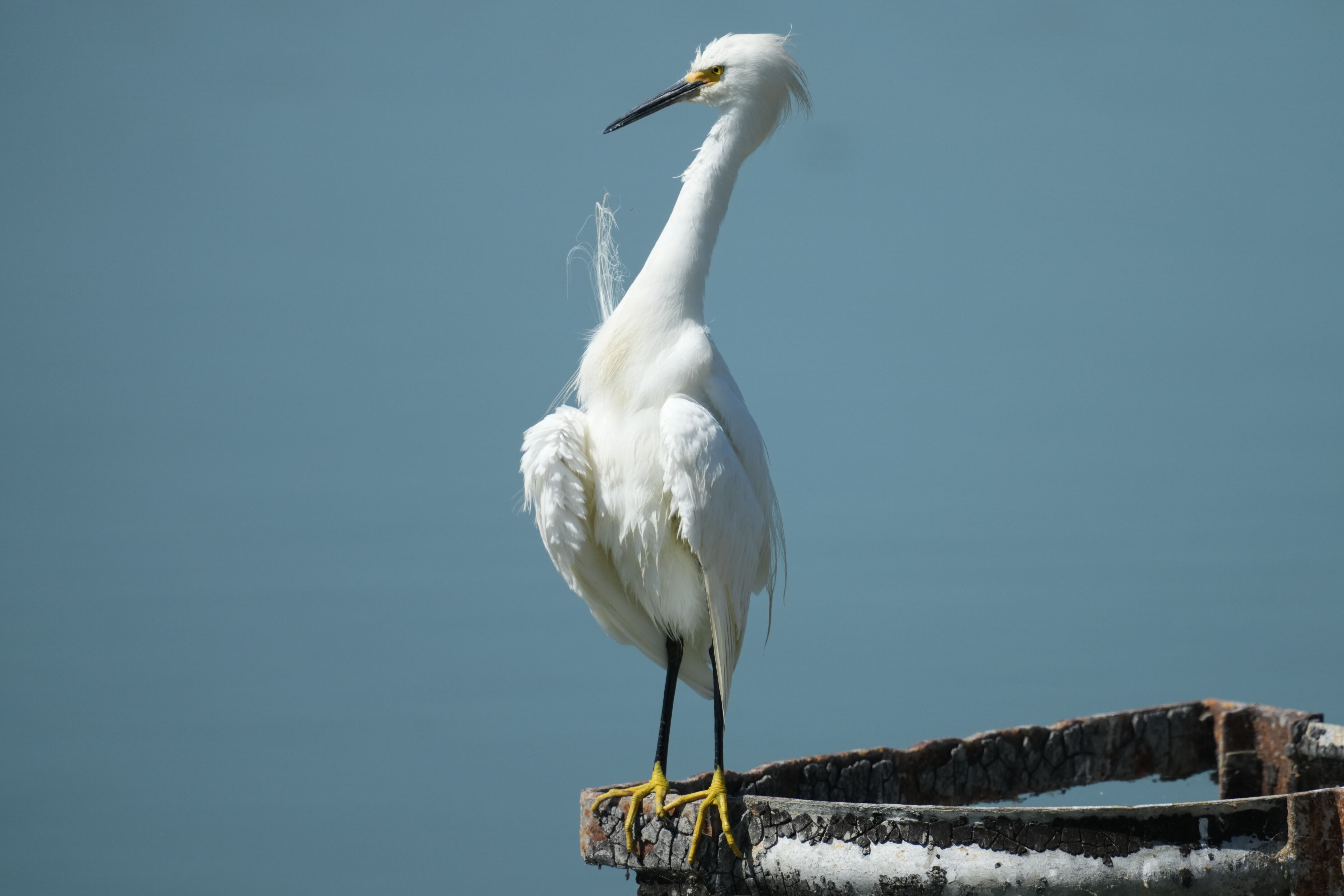 Sunnyvale Baylands Park