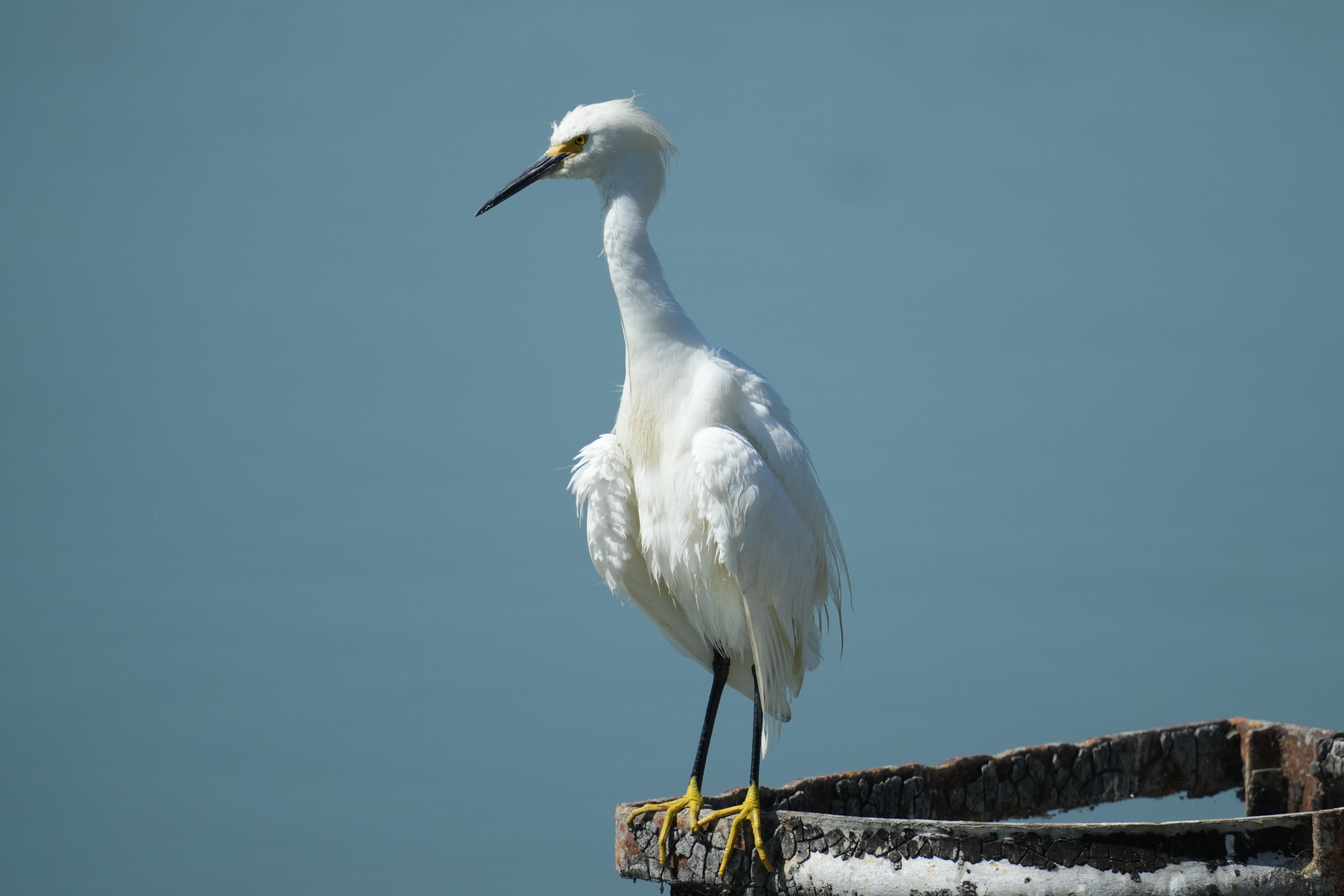 Sunnyvale Baylands Park