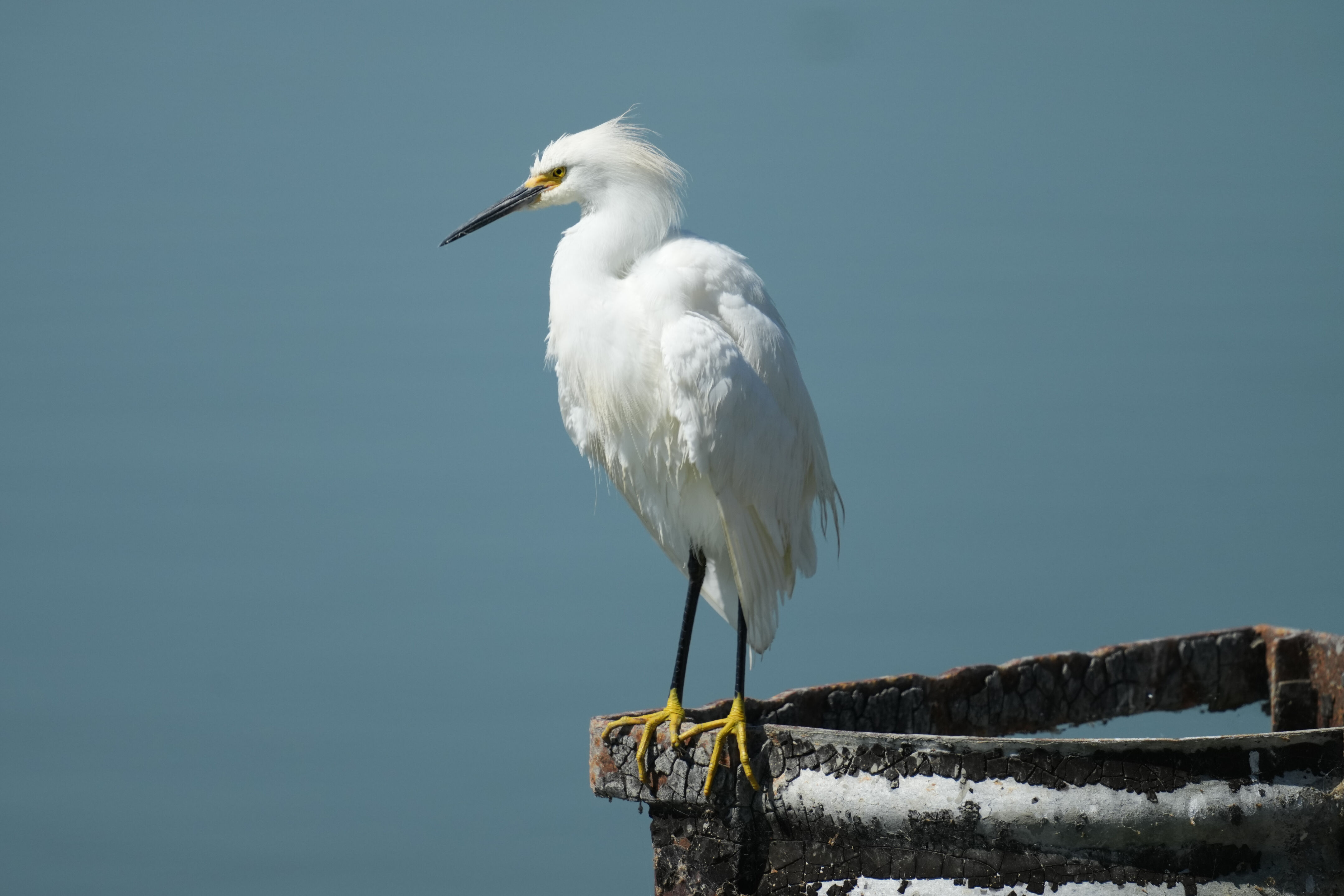 Sunnyvale Baylands Park