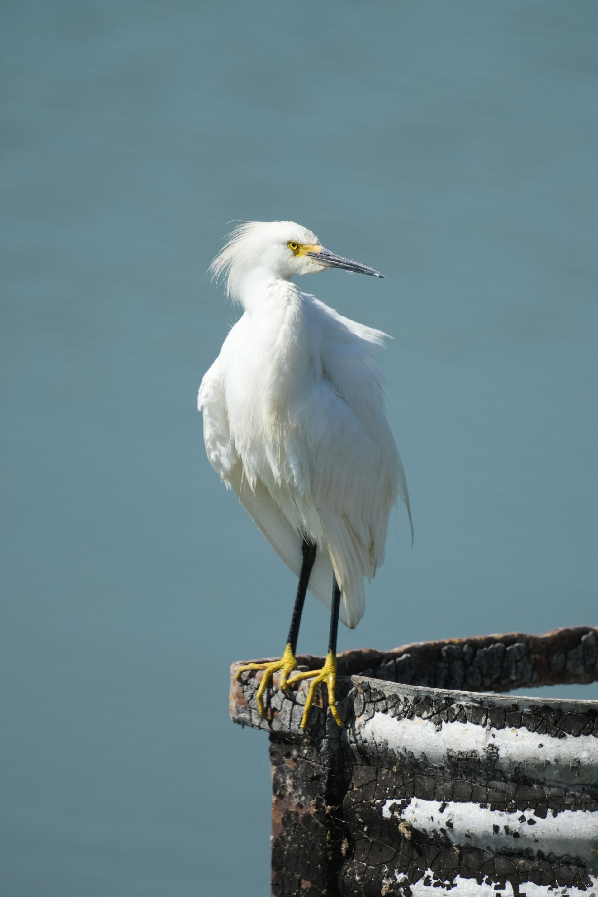 Snowy Egret