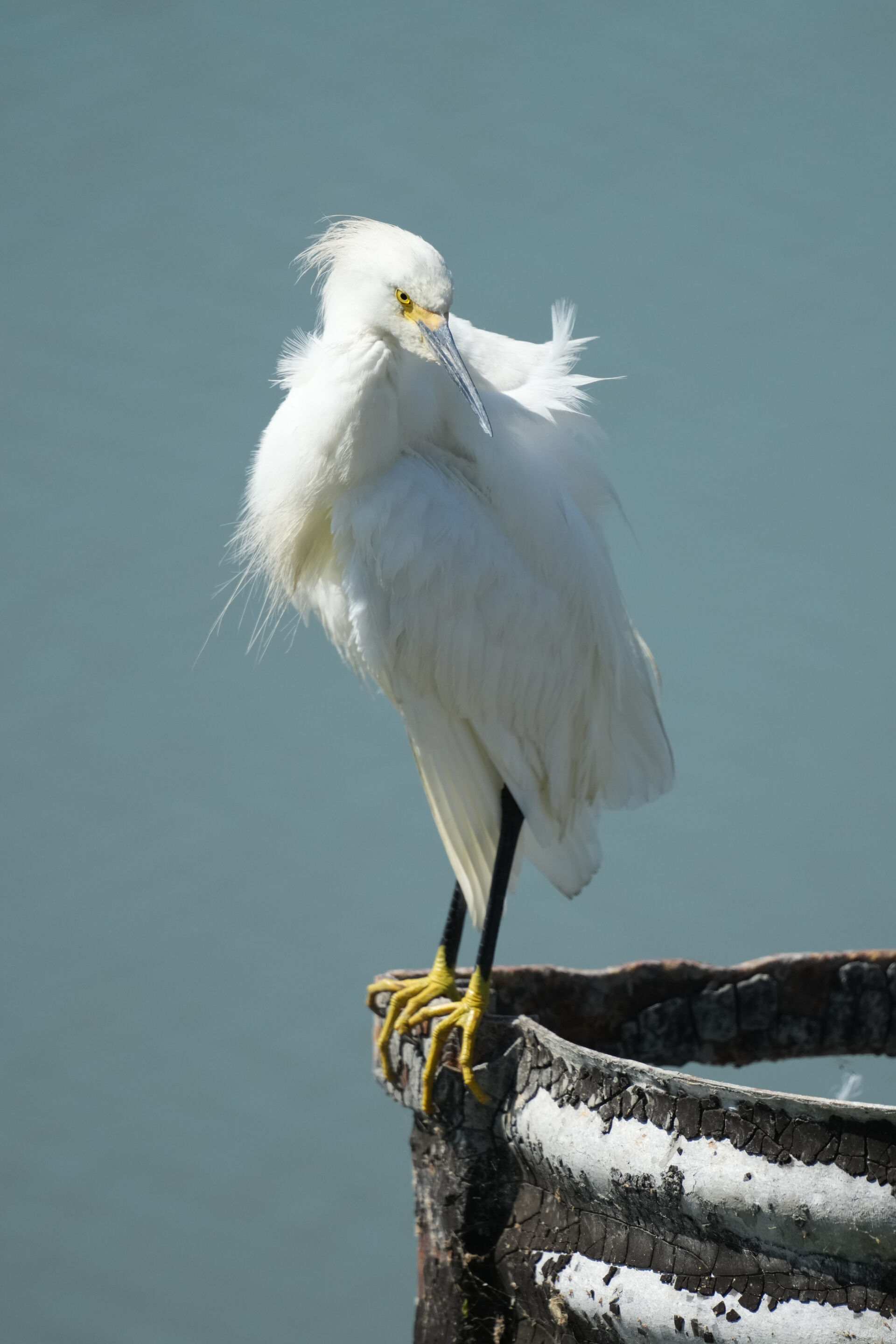 Sunnyvale Baylands Park