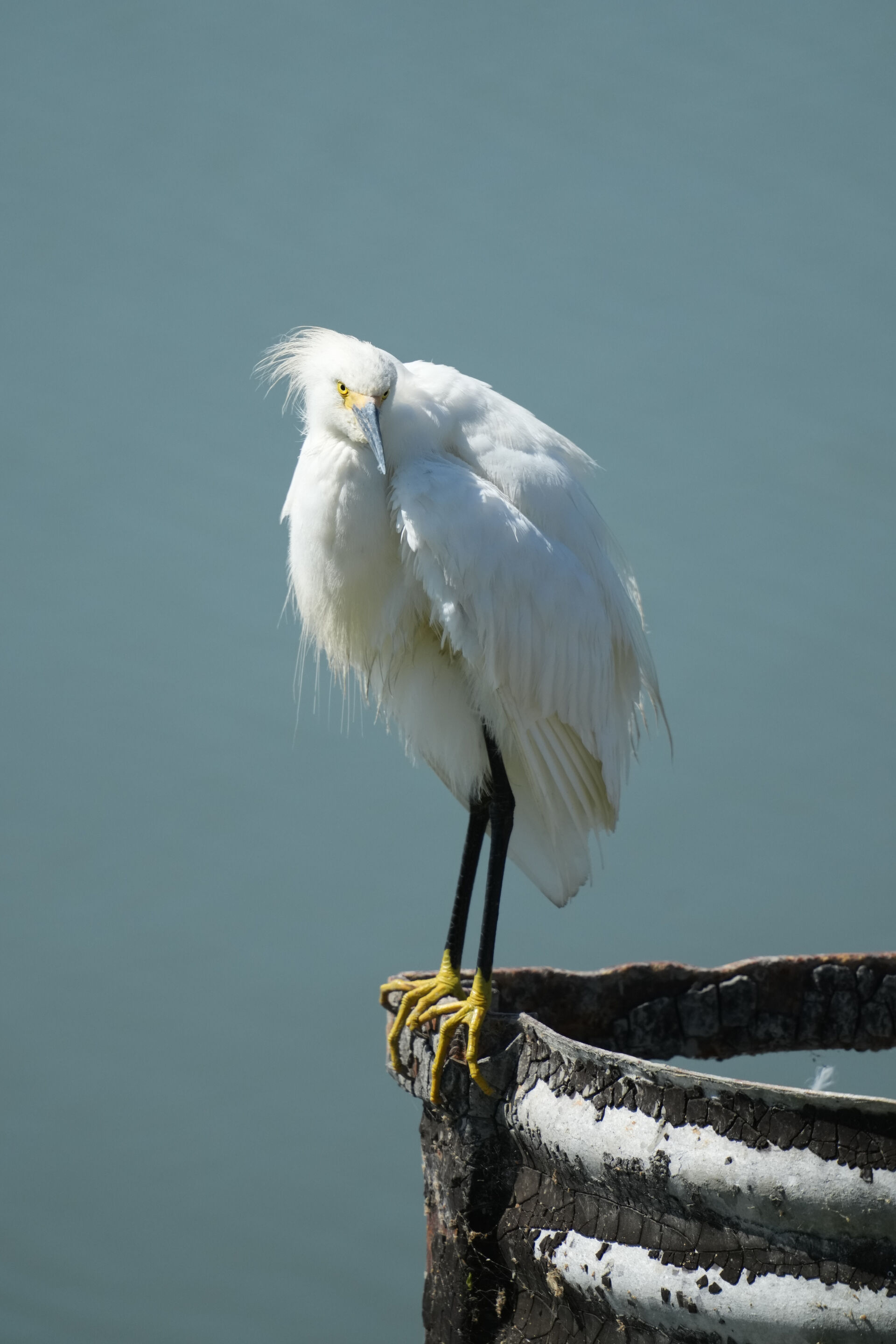 Sunnyvale Baylands Park