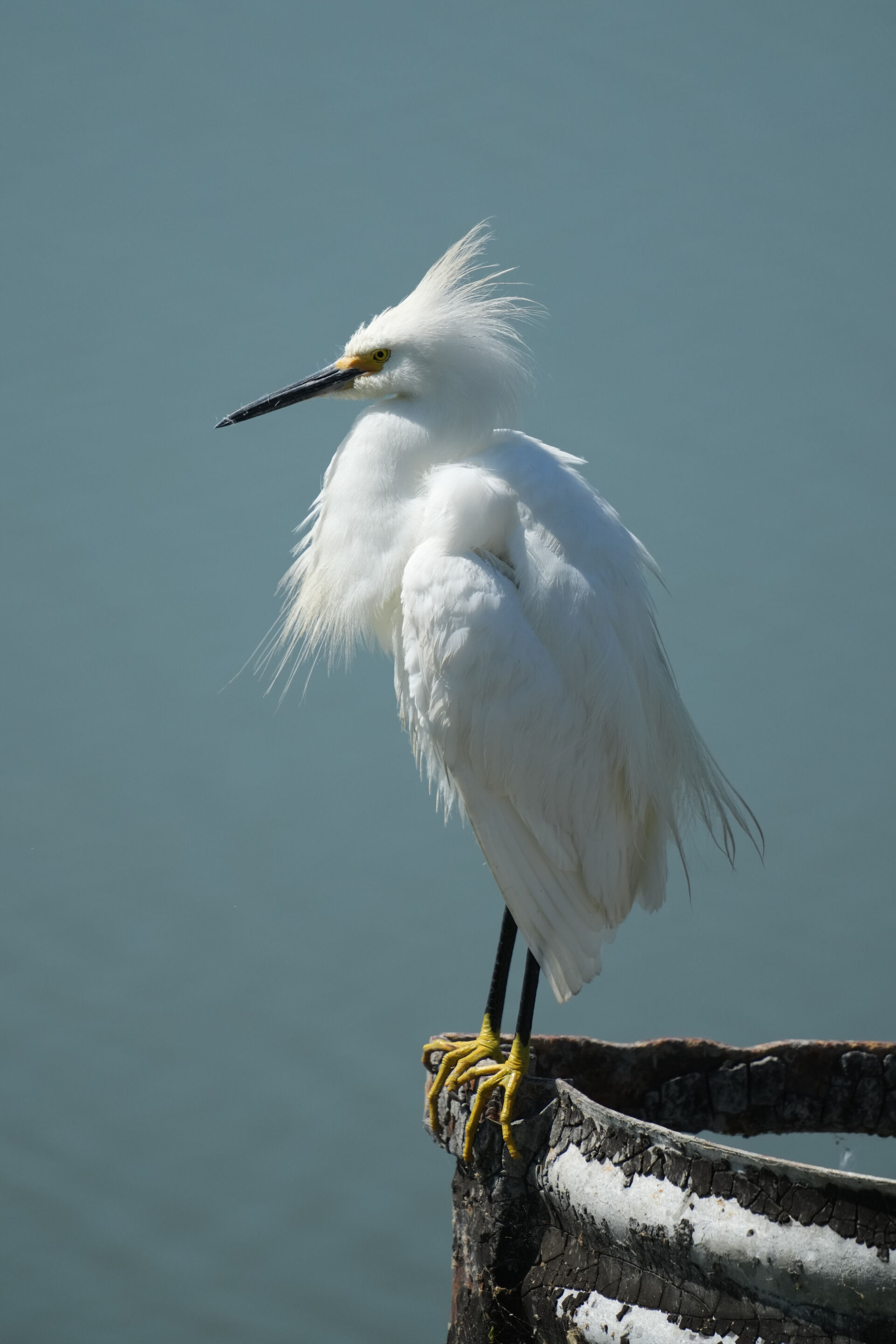 Sunnyvale Baylands Park