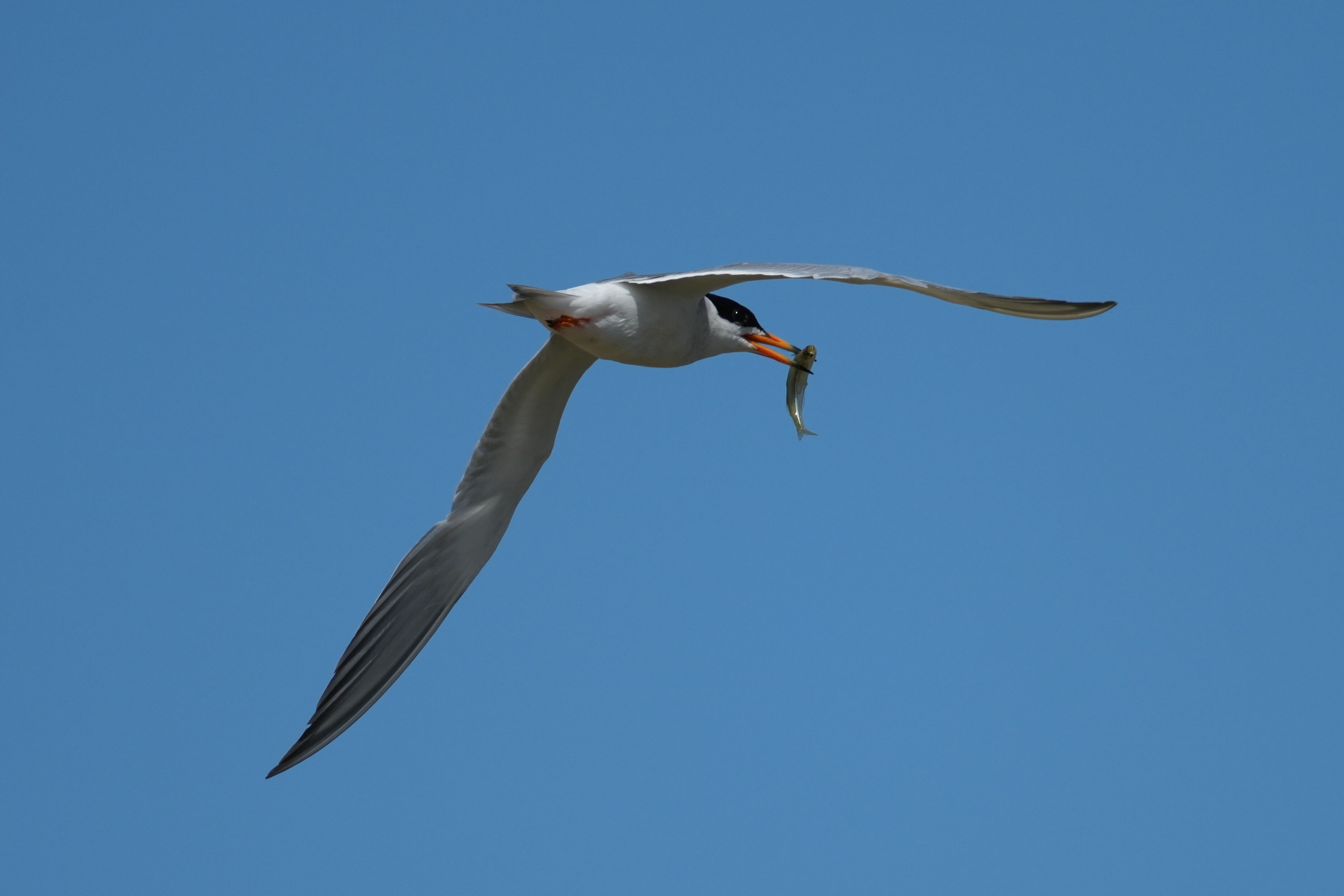 Elegant Tern Caught a Fish