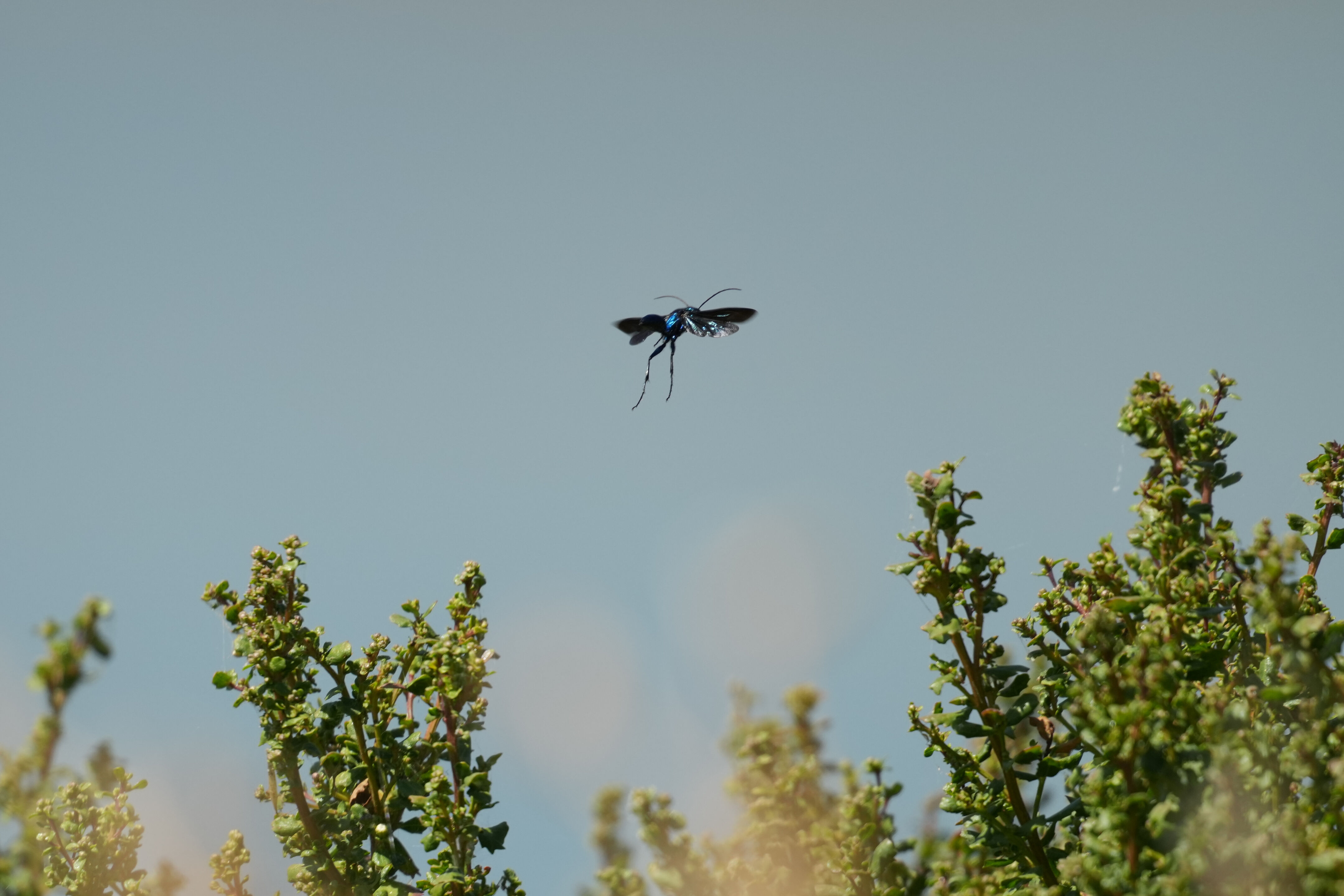 Sunnyvale Baylands Park