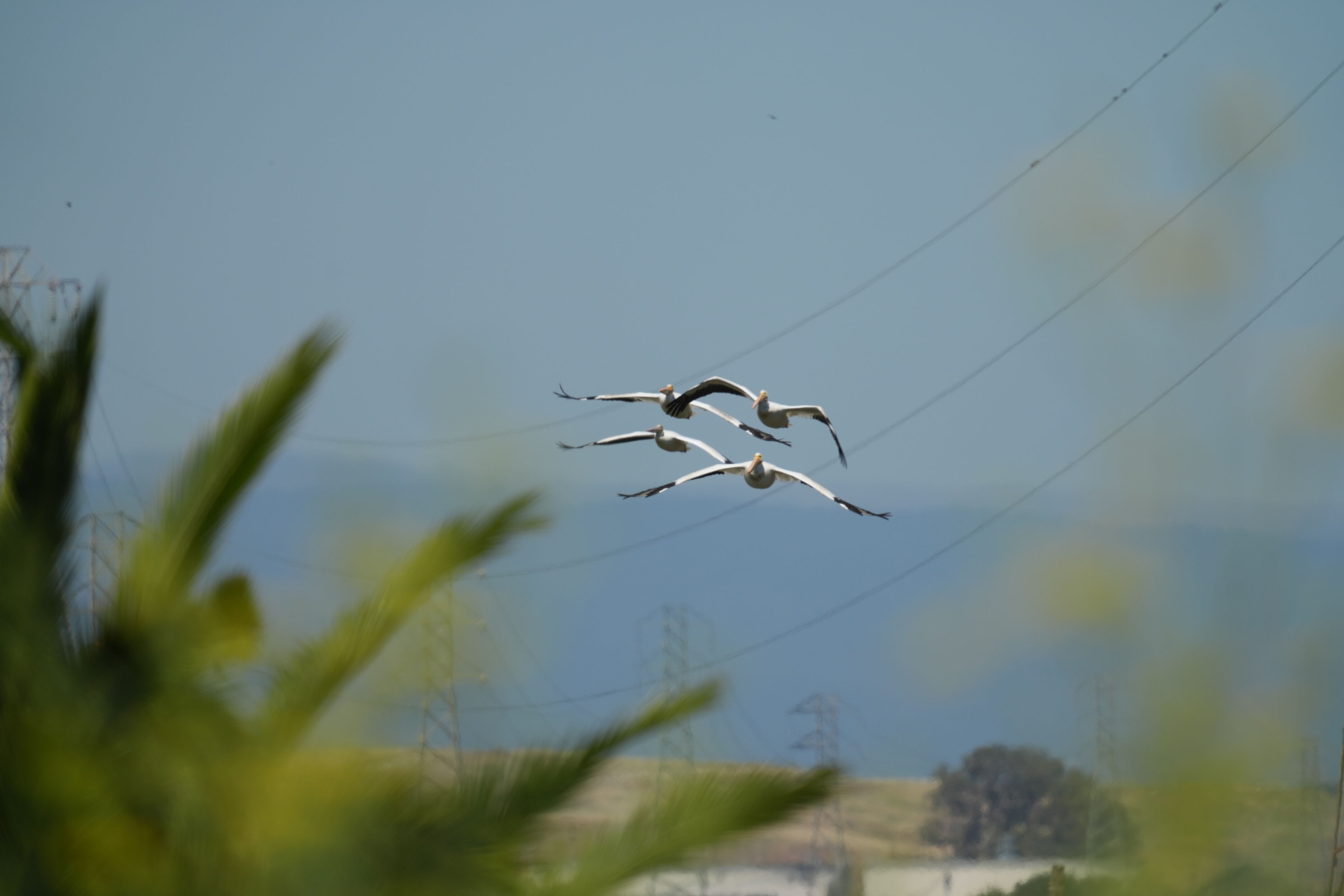 Sunnyvale Baylands Park