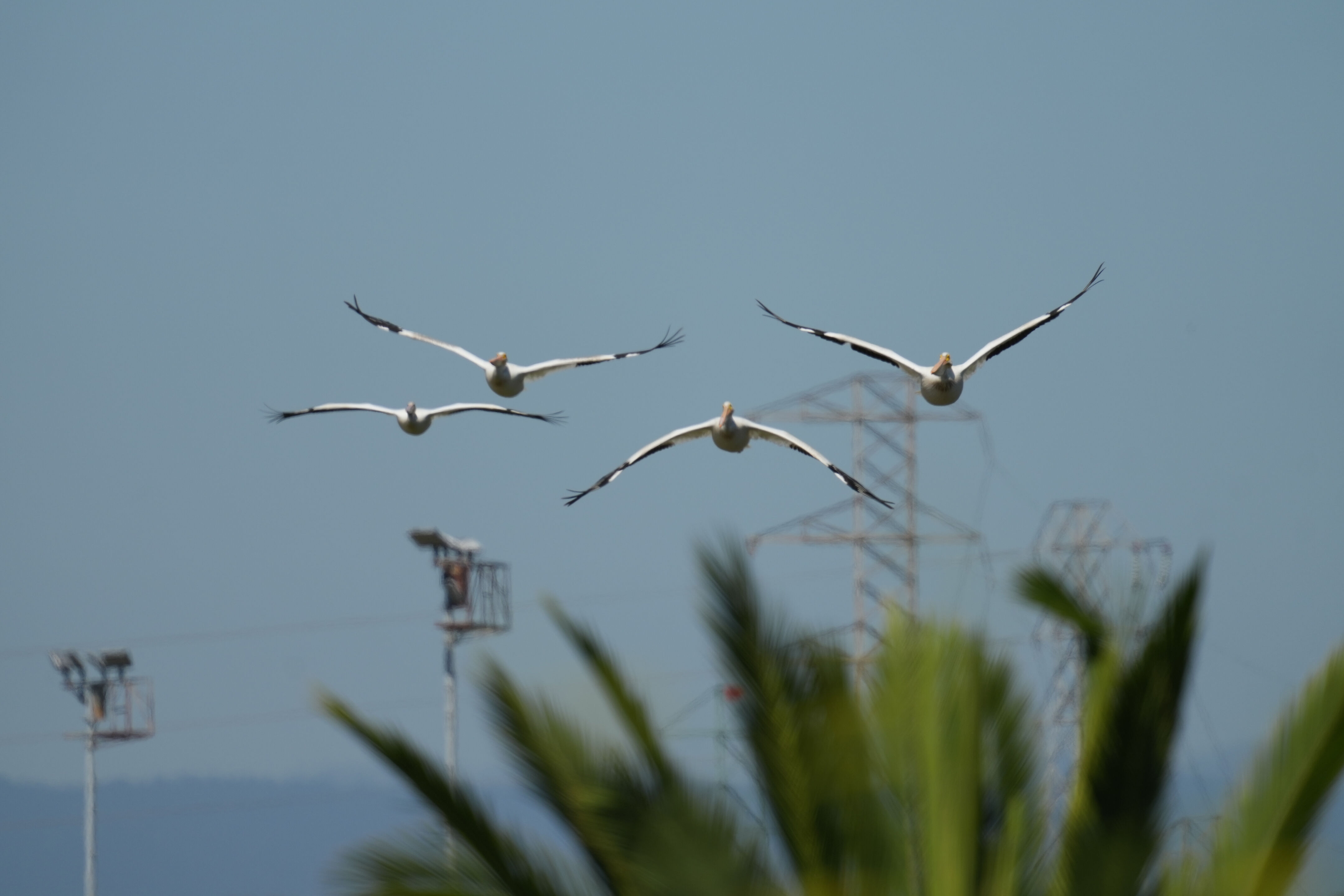 Sunnyvale Baylands Park