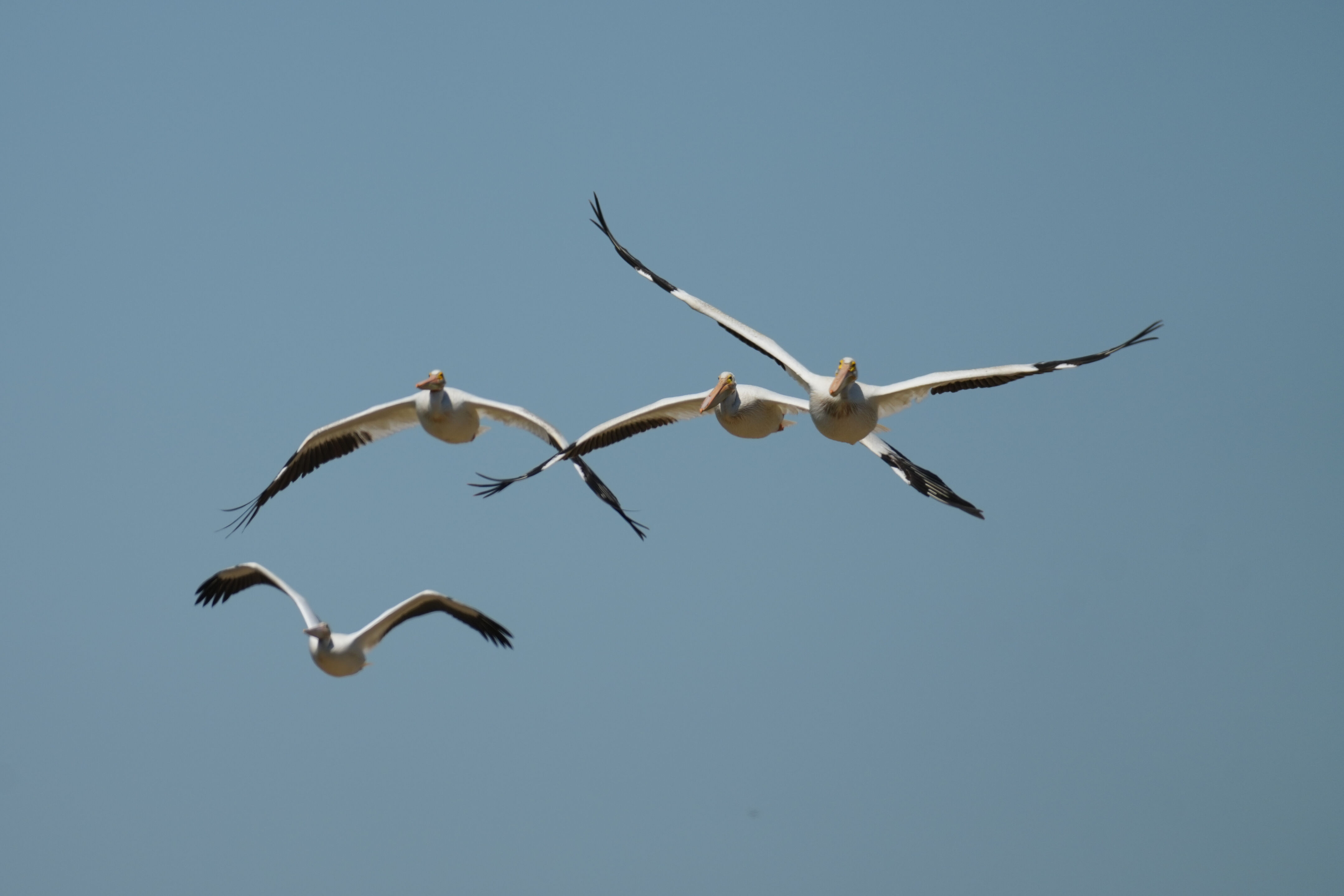 Sunnyvale Baylands Park