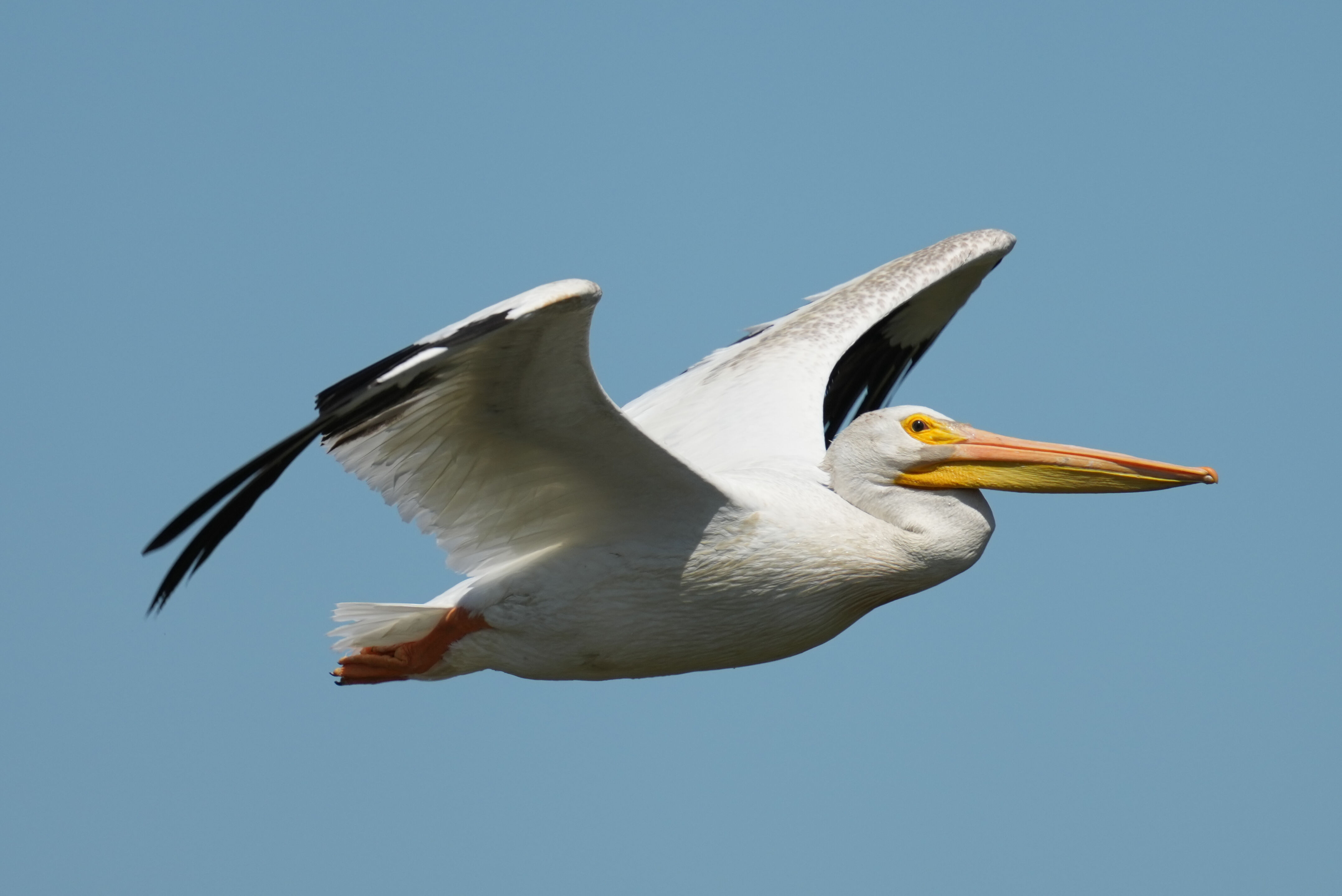 Sunnyvale Baylands Park