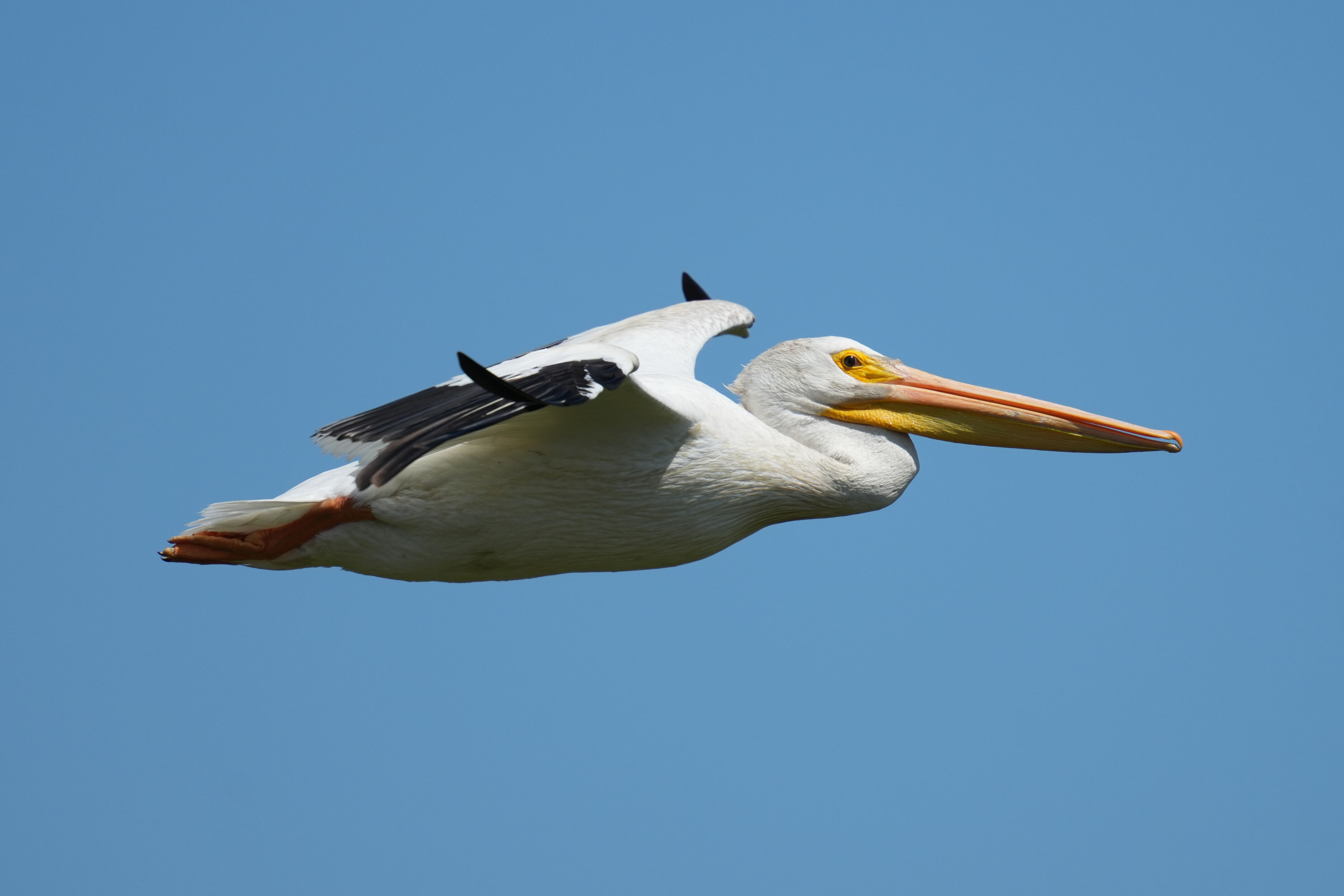 Sunnyvale Baylands Park