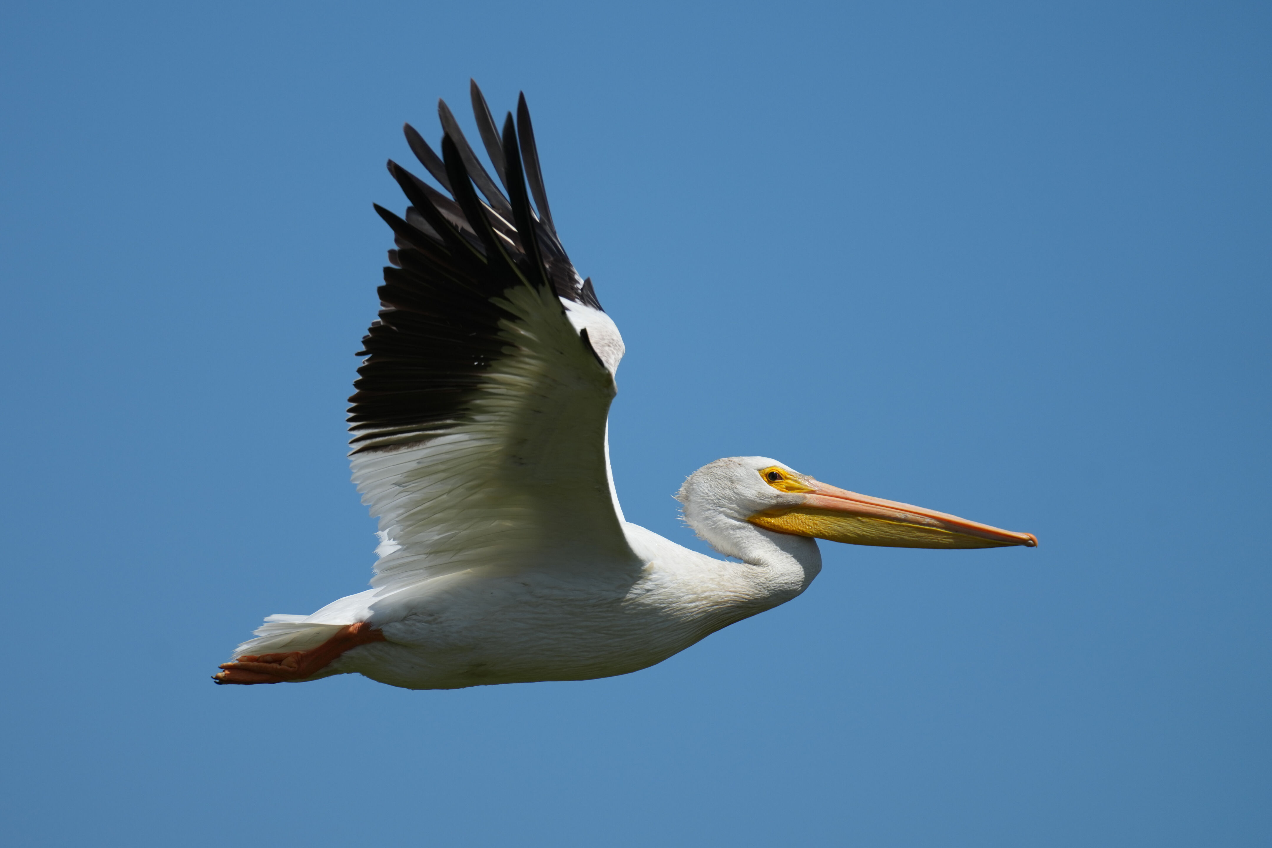 Sunnyvale Baylands Park