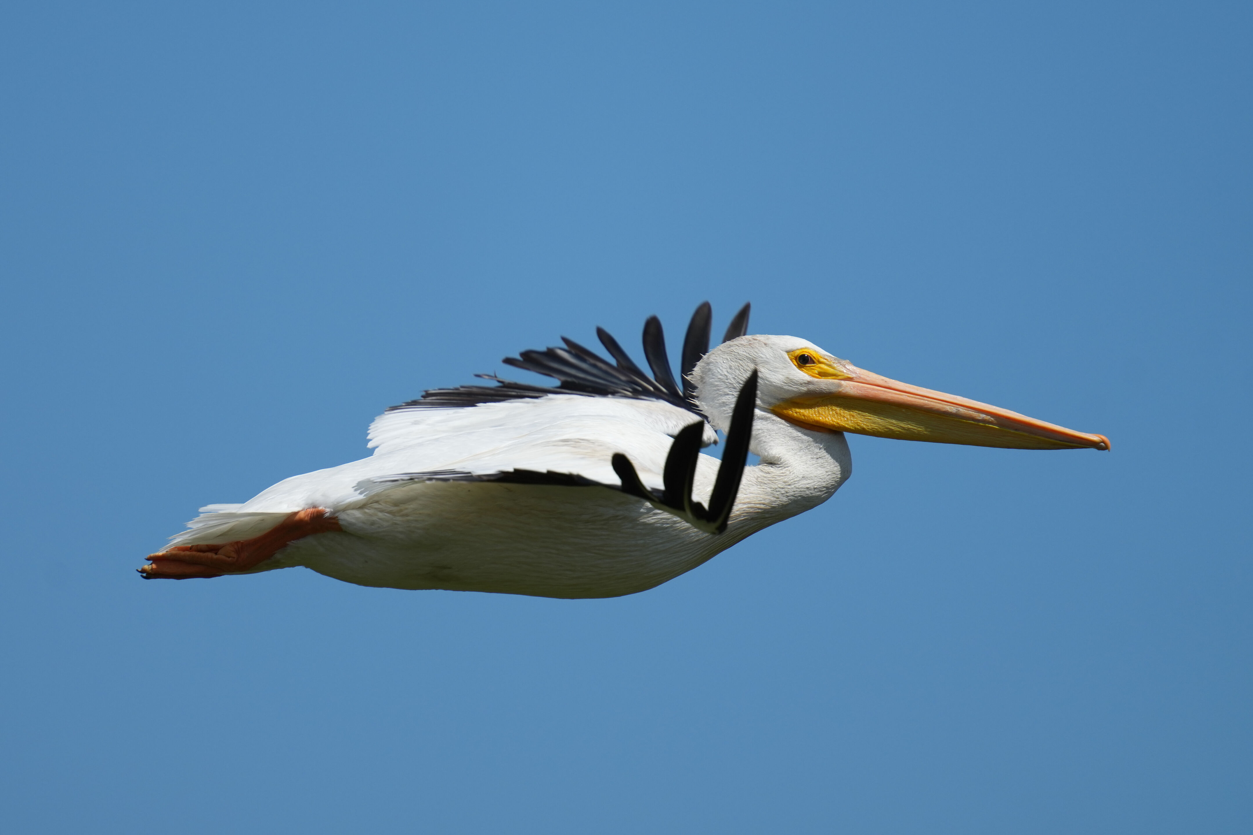 Sunnyvale Baylands Park