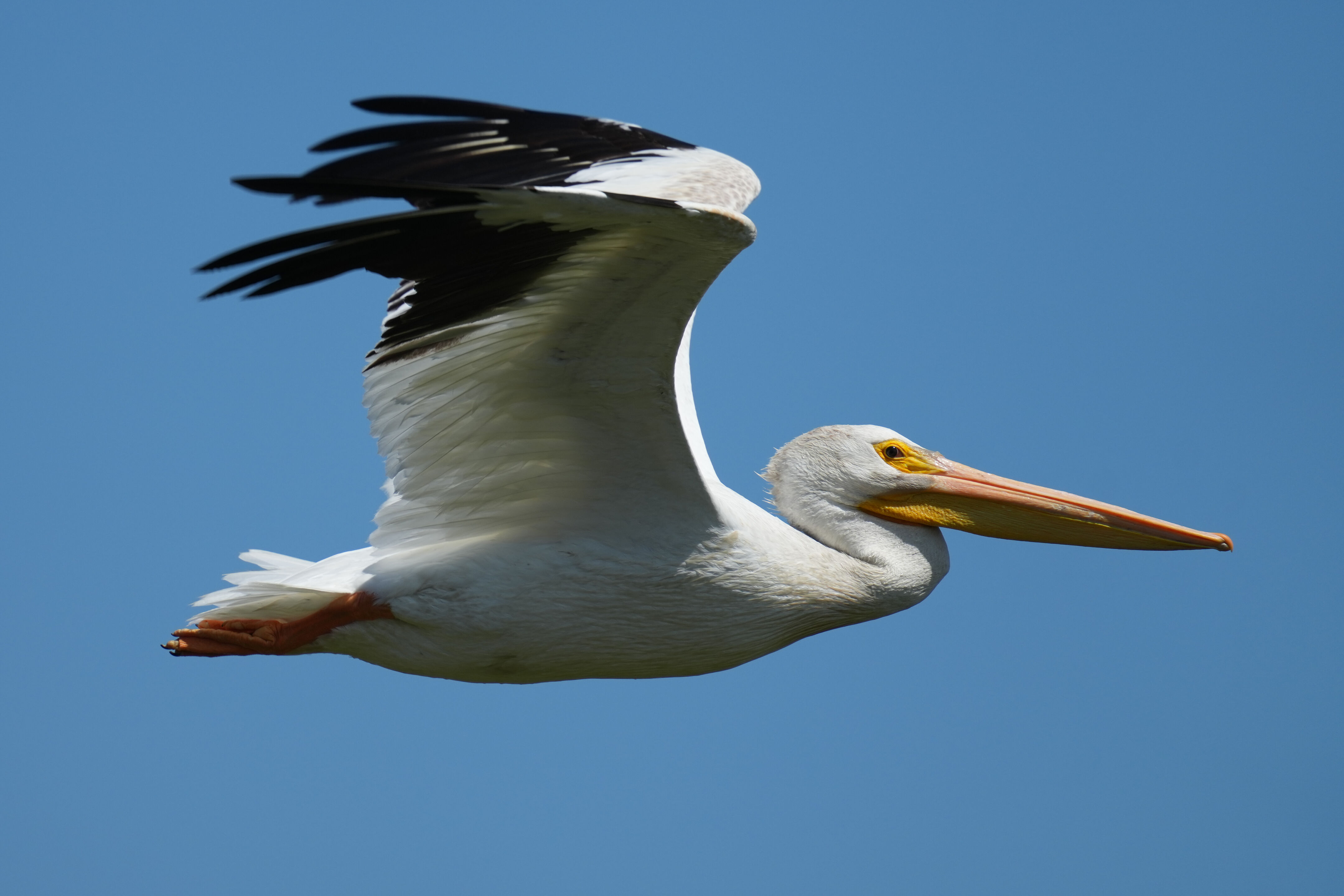 Sunnyvale Baylands Park