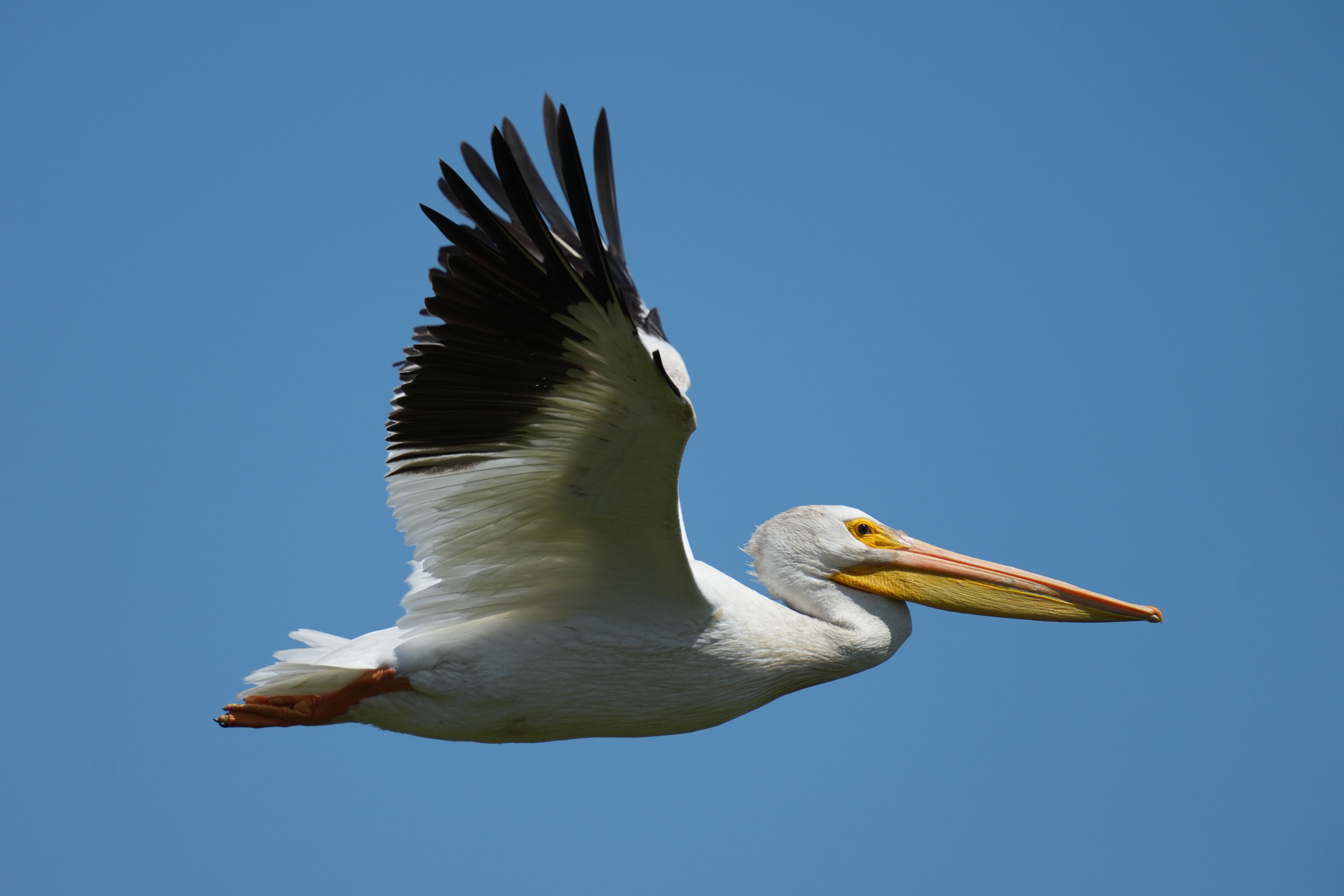 Sunnyvale Baylands Park