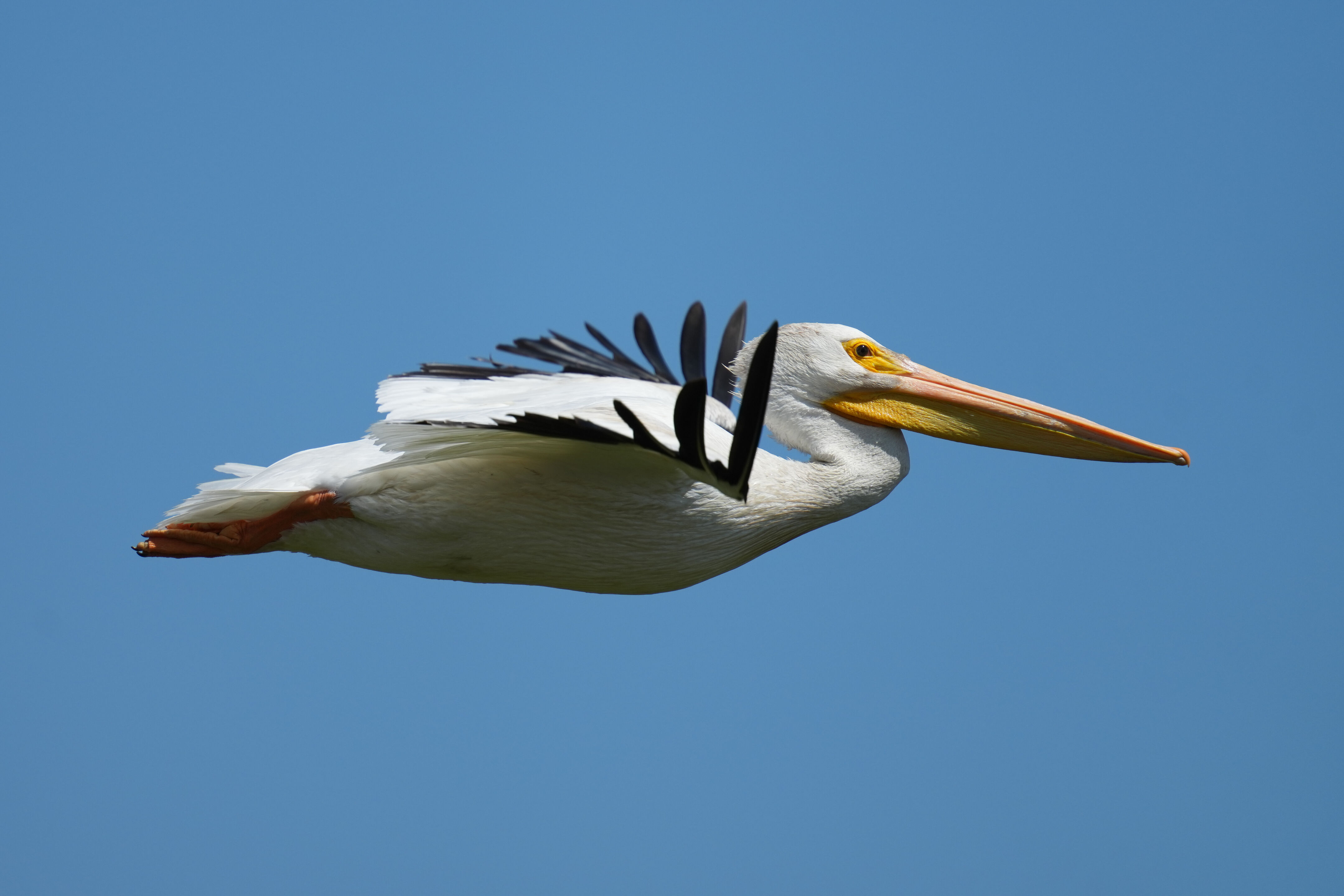 Sunnyvale Baylands Park