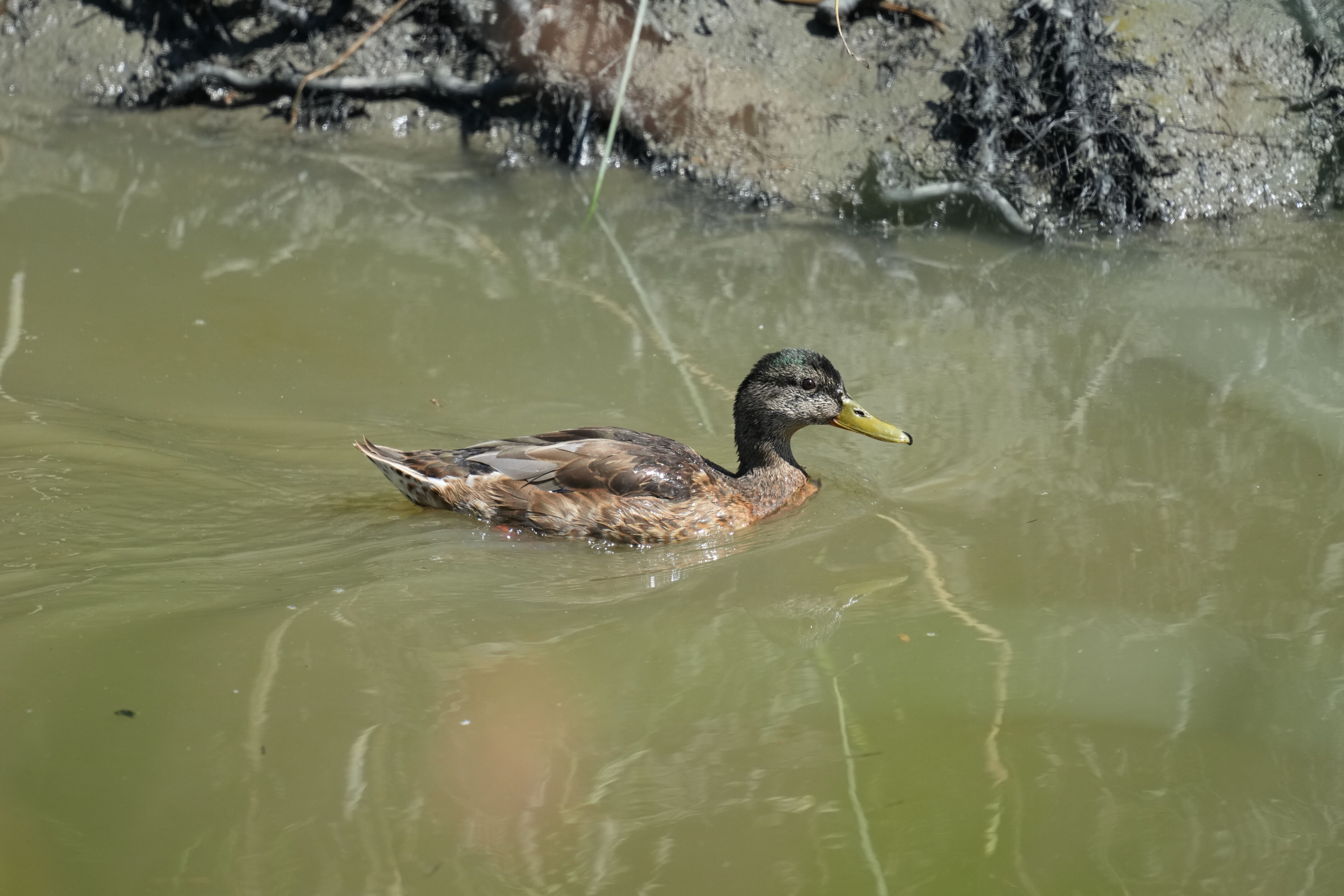 Sunnyvale Baylands Park