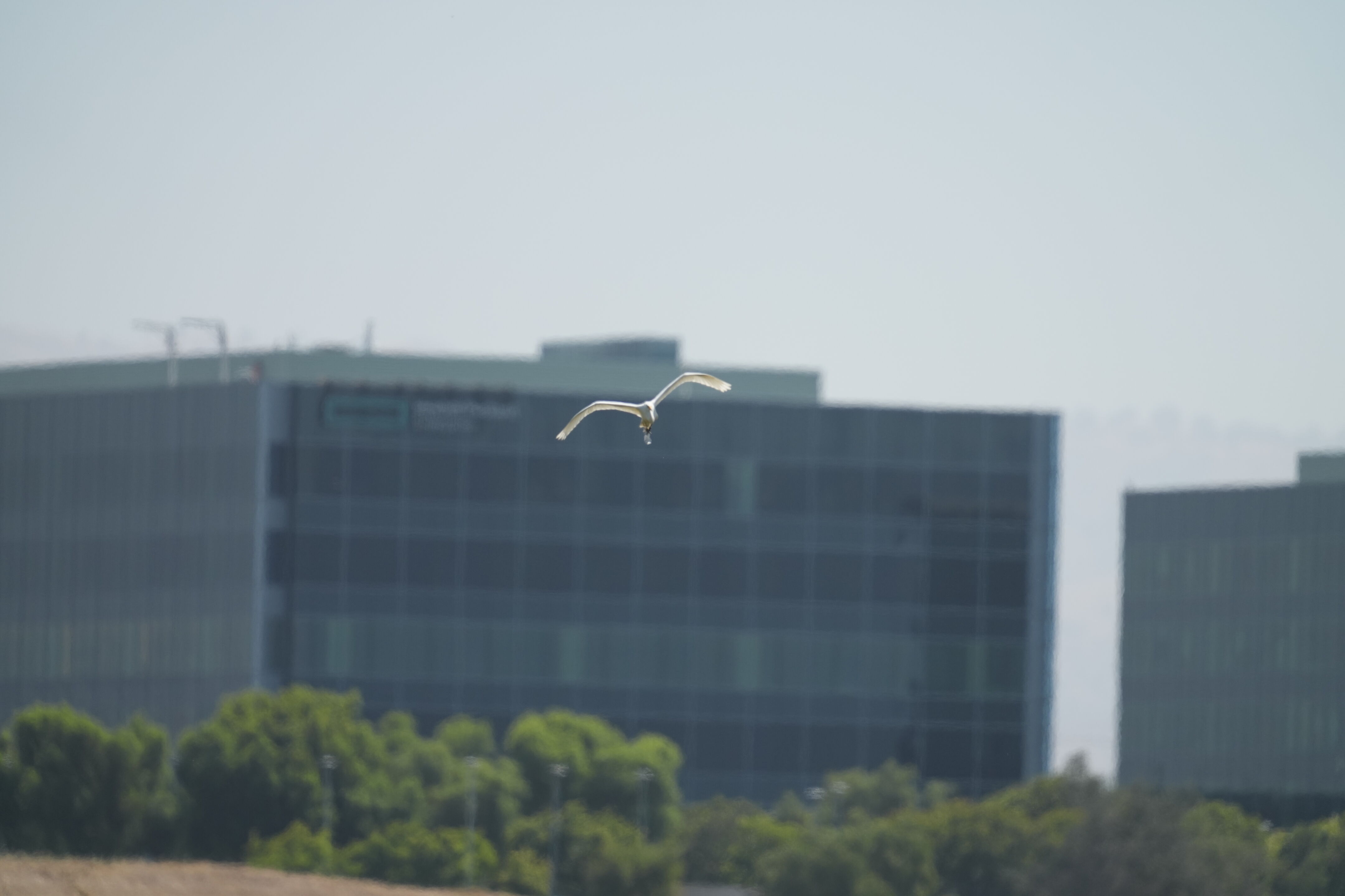 Sunnyvale Baylands Park